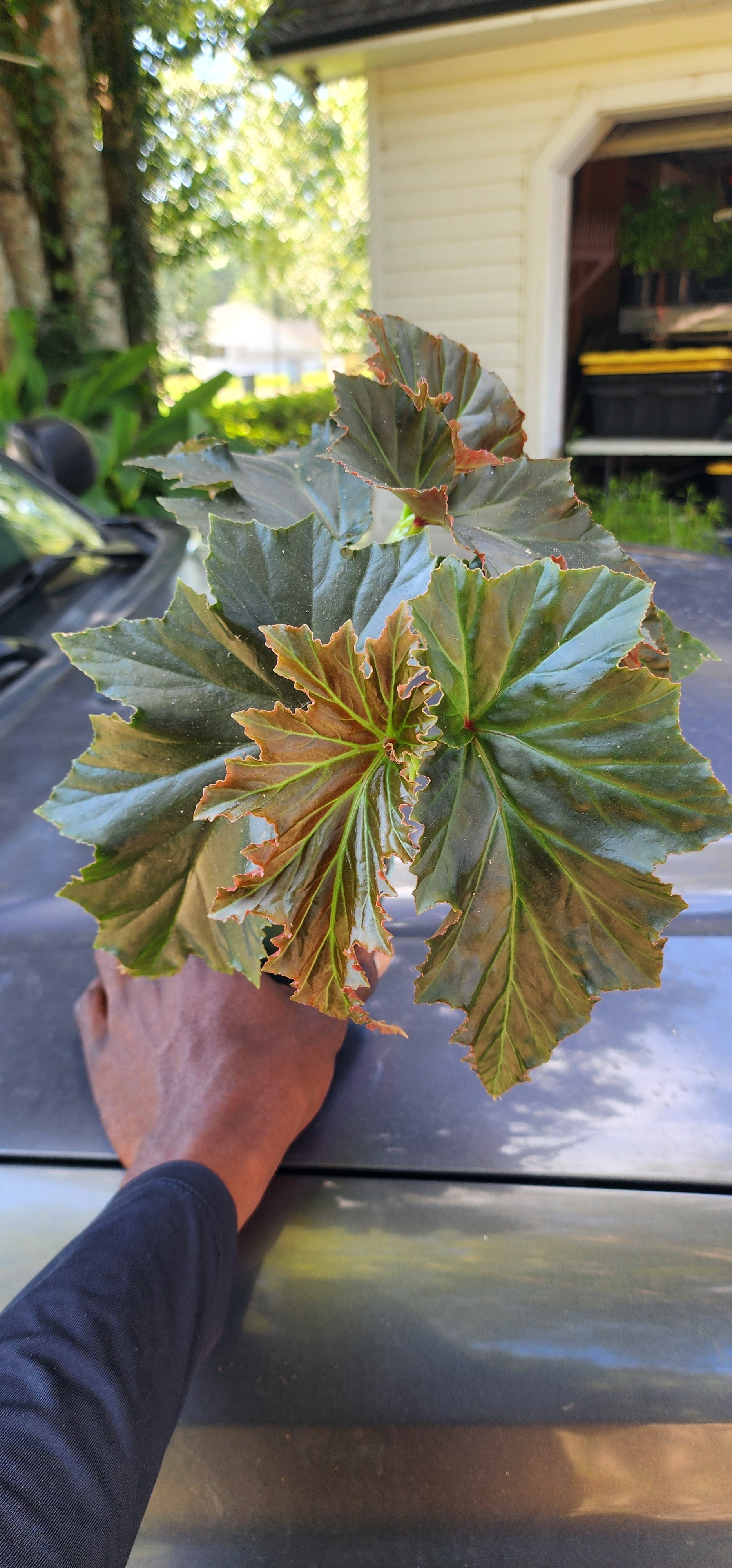 Begonia "Angel's Wing" - Live Plant