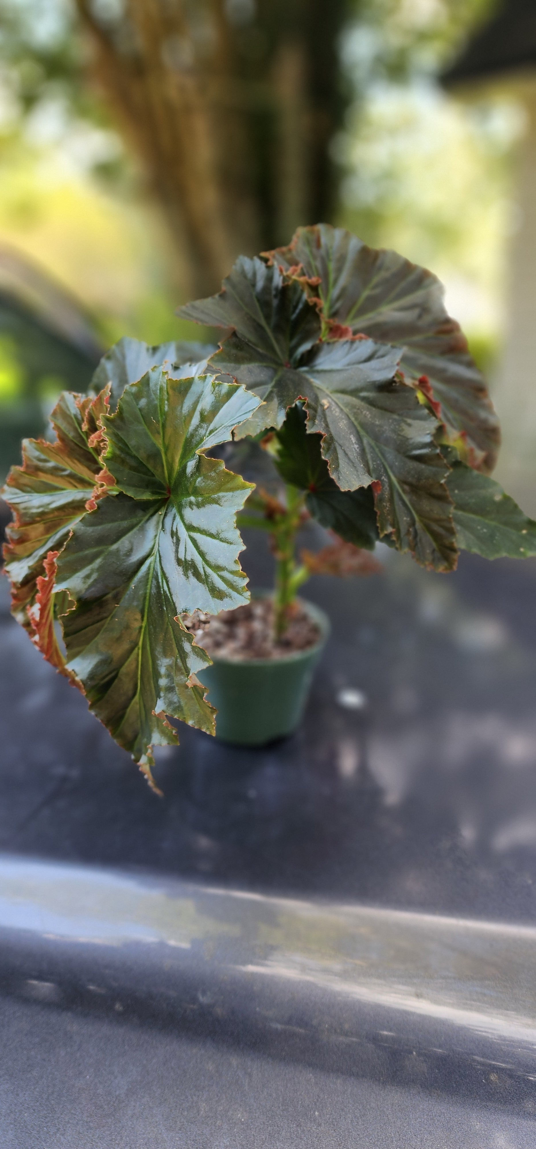 Begonia "Angel's Wing" - Live Plant