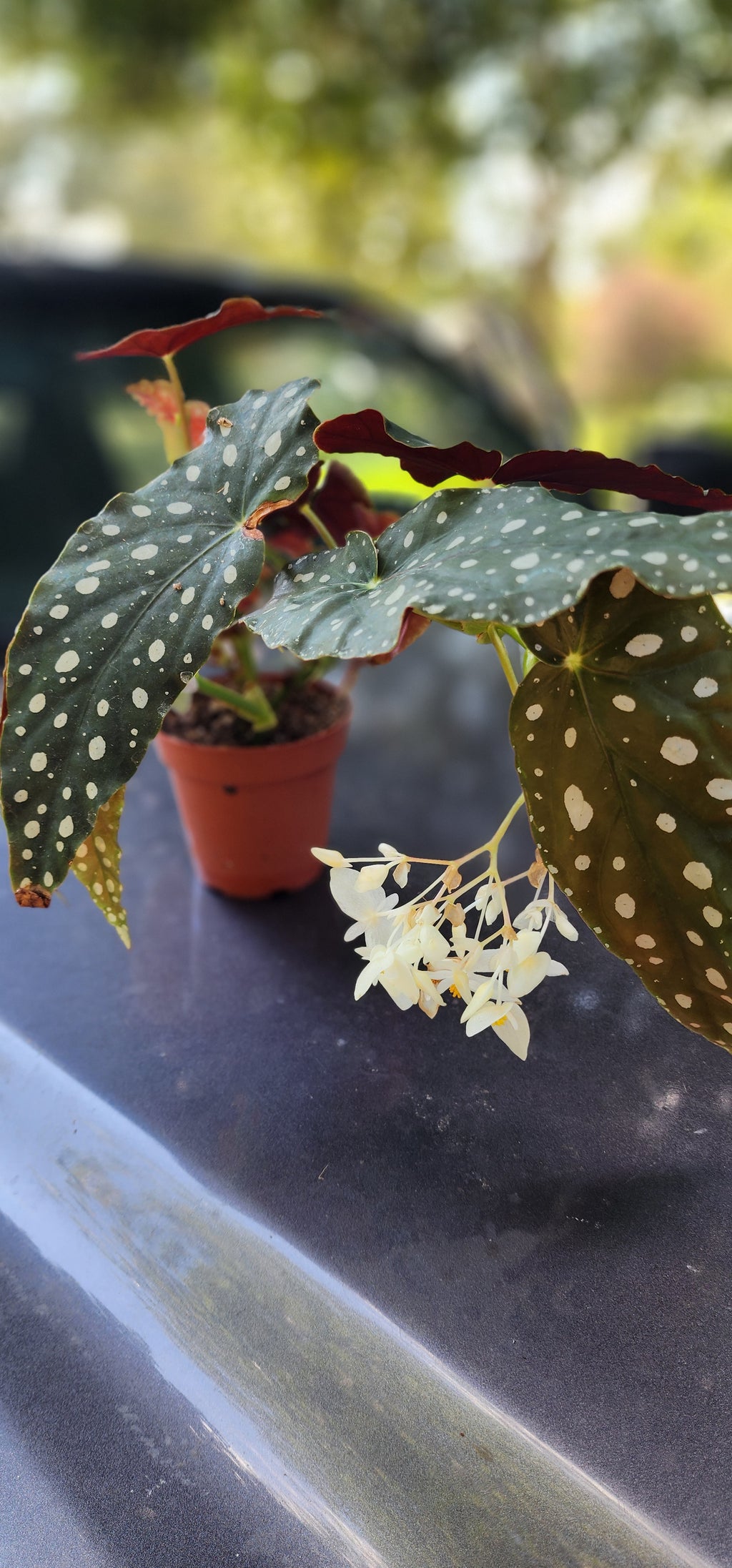 Begonia "Polka Dot" - Live Plant