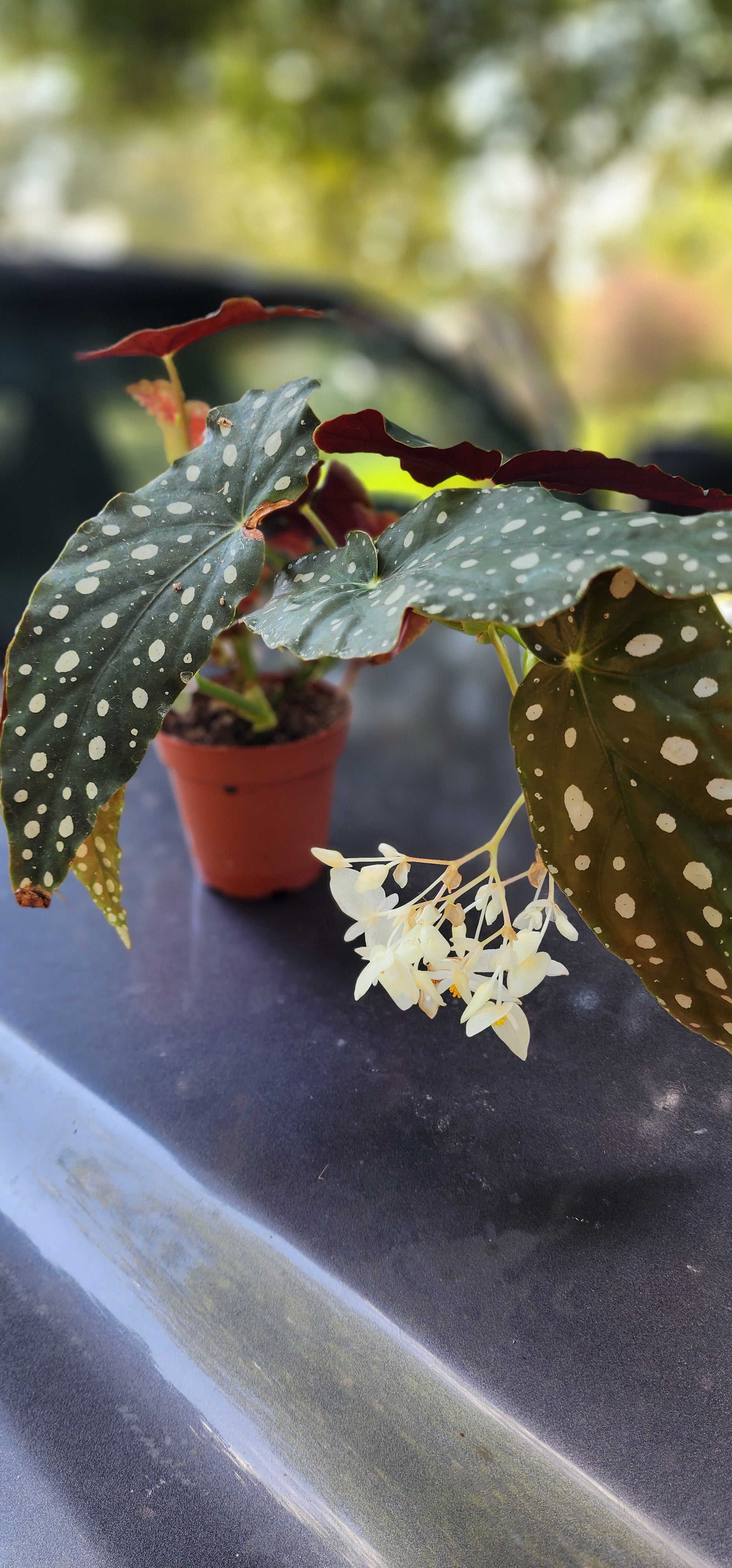 Begonia "Polka Dot" - Live Plant