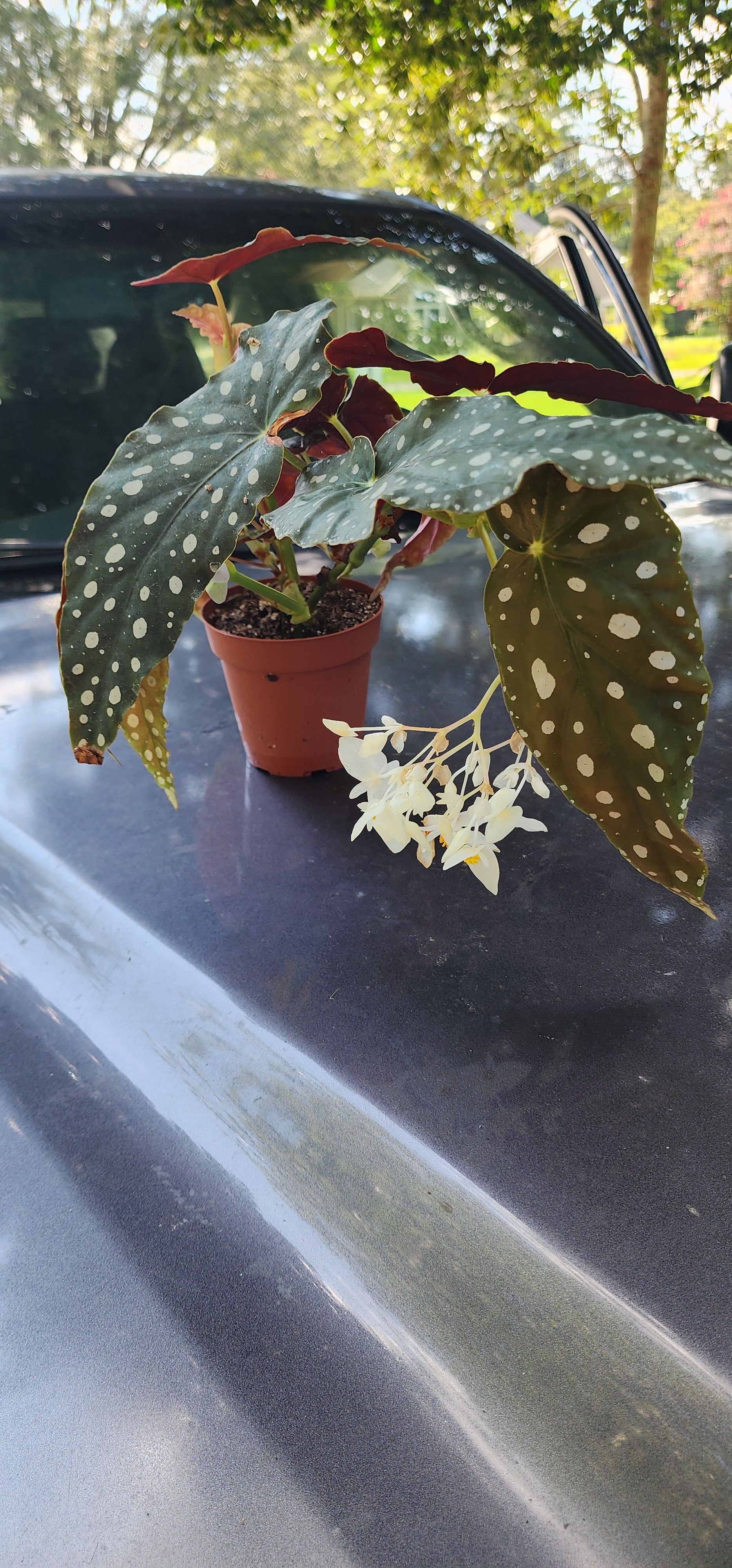 Begonia "Polka Dot" - Live Plant
