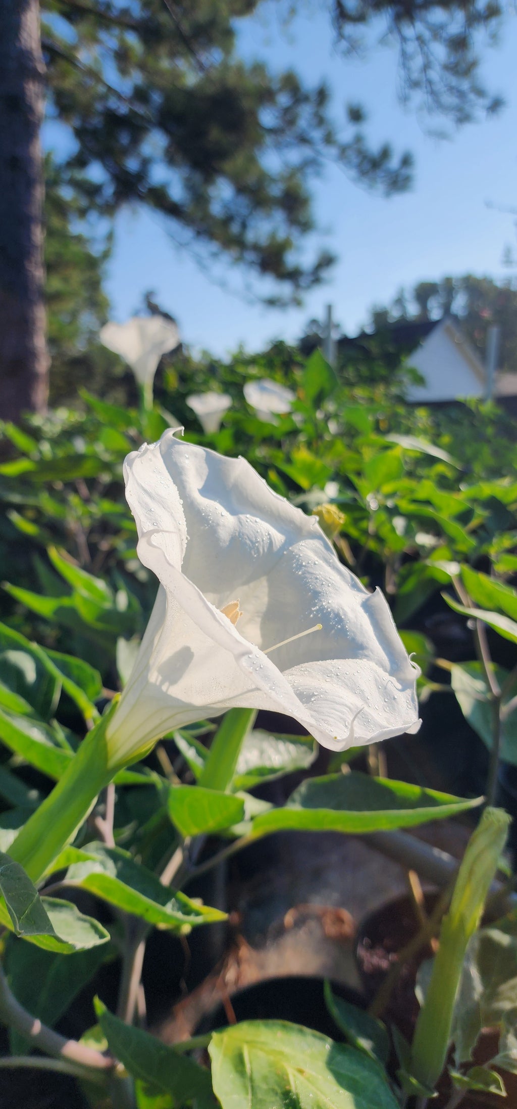 Datura "Moonflower" - Live Plant