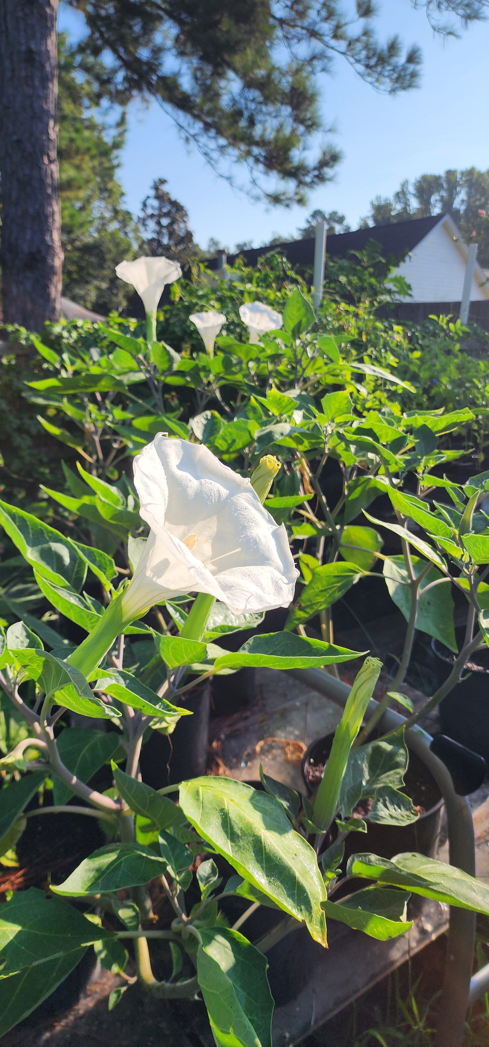 Datura "Moonflower" - Live Plant