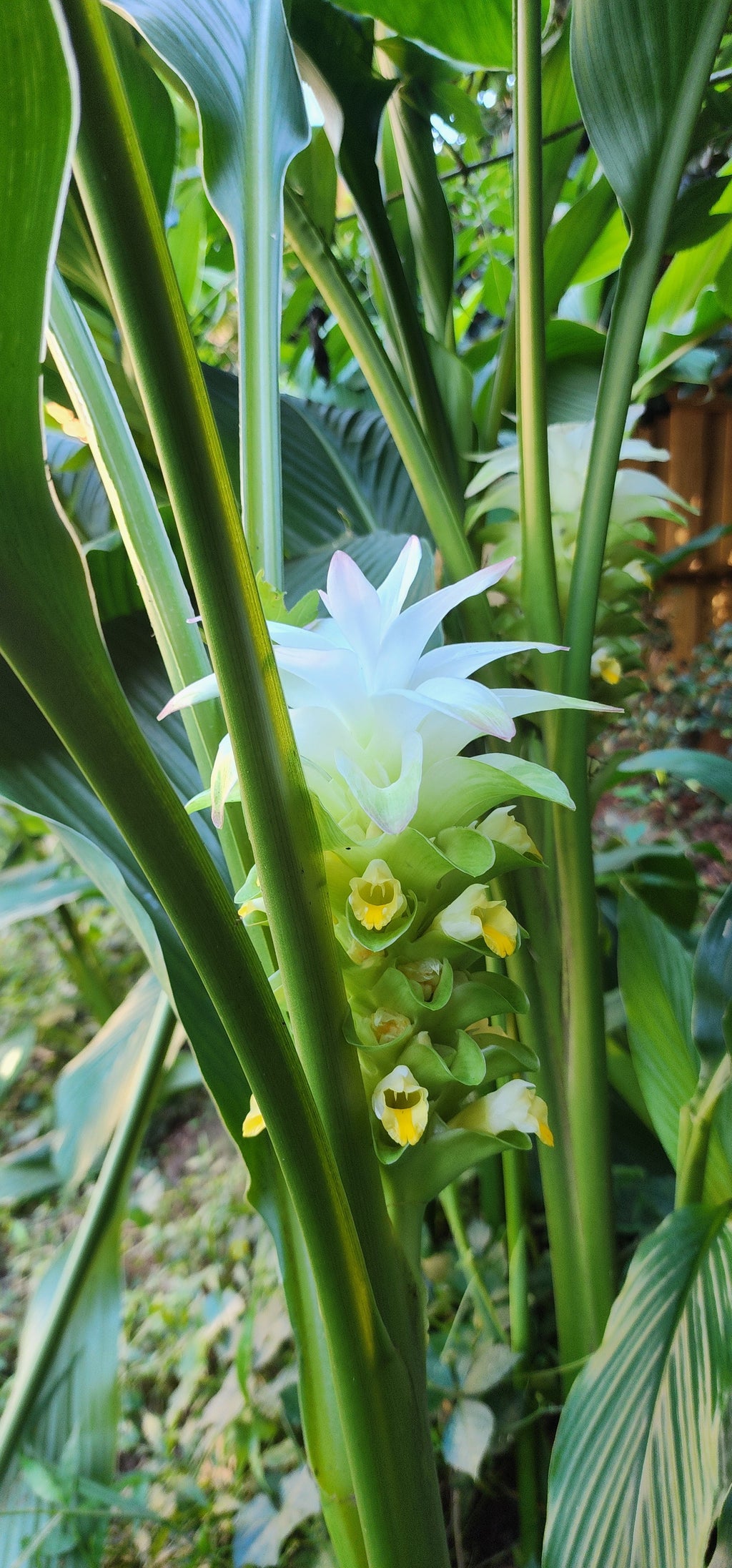 Turmeric "White" - Live Plant