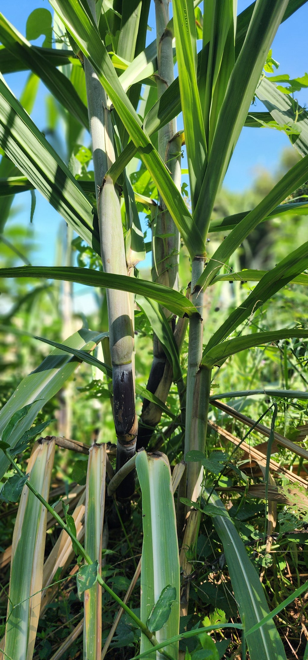 Sugarcane "Florida Red" - Live Plant