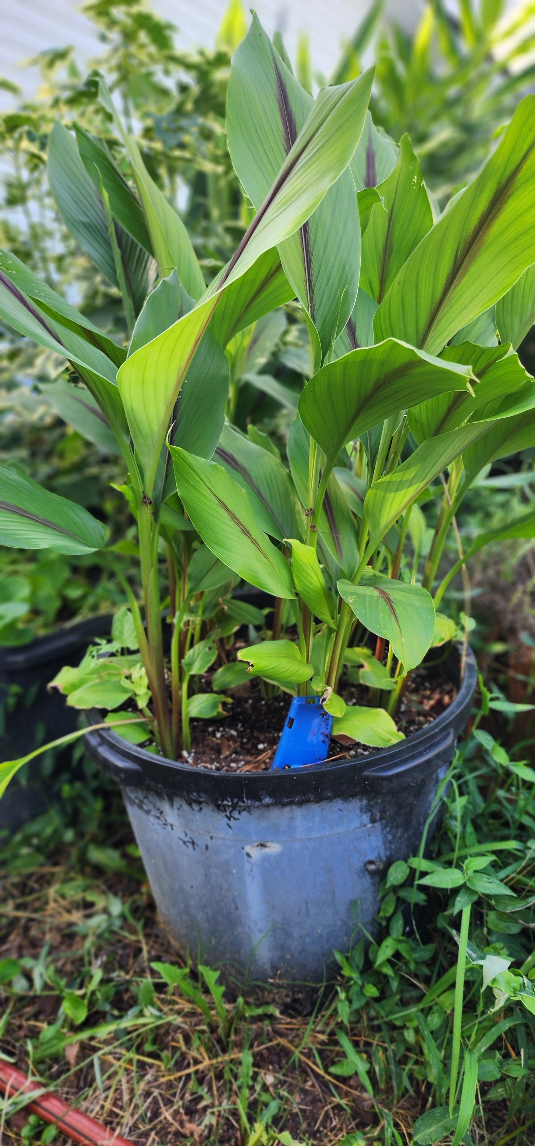 Turmeric "Blue" - Live Plant