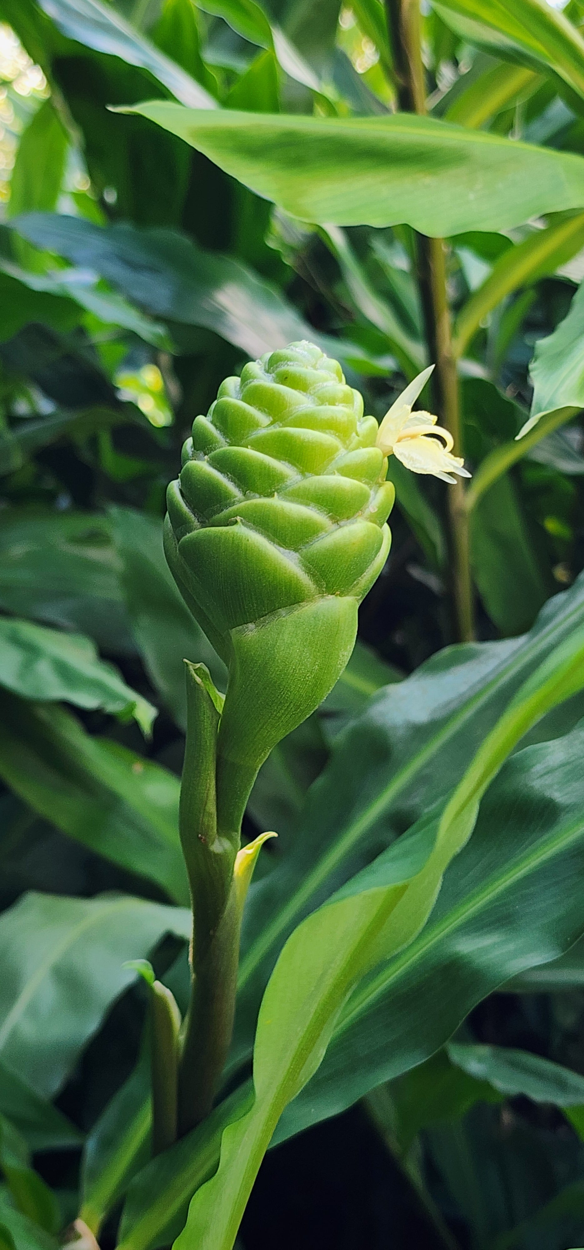 Ginger "Shampoo" - Live Plant