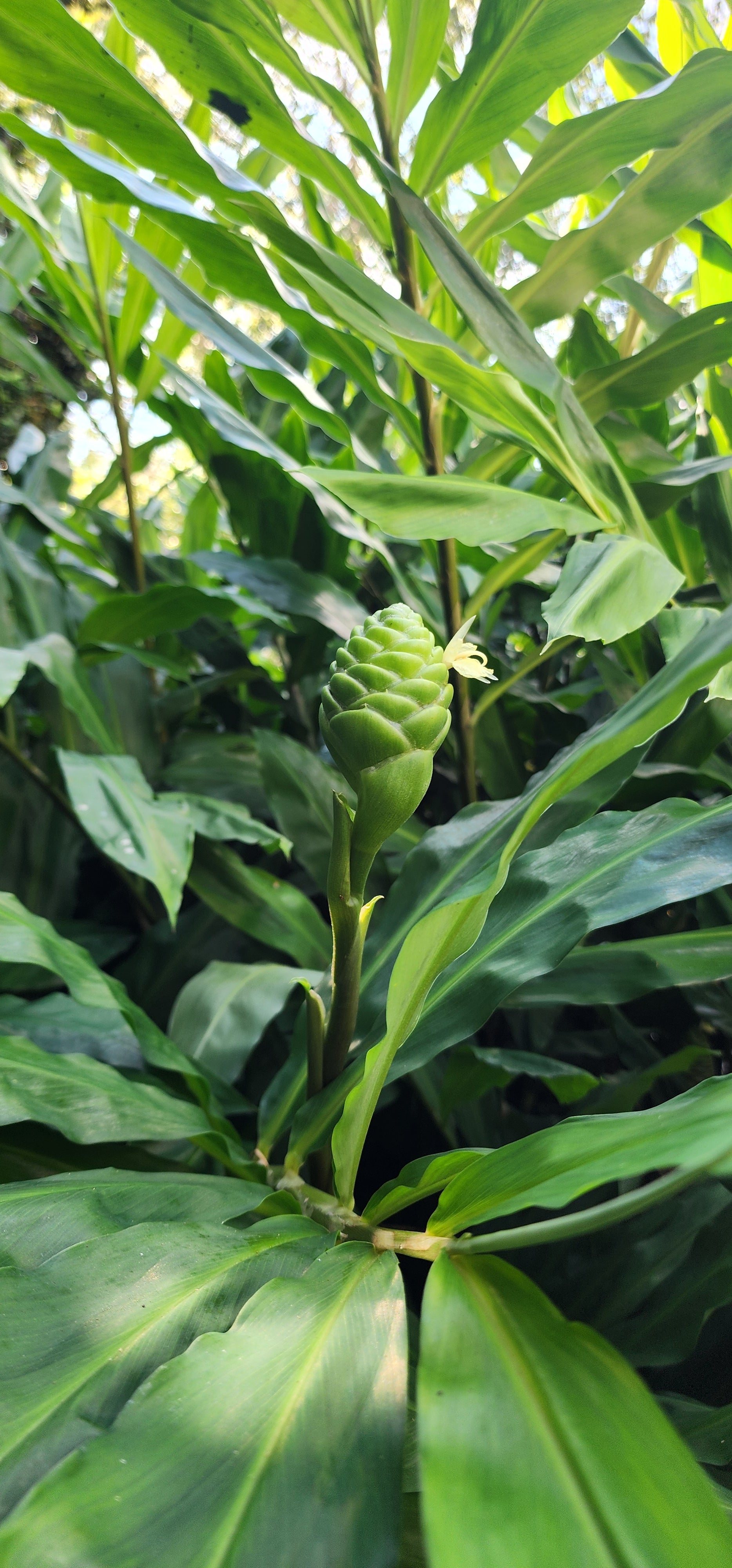 Ginger "Shampoo" - Live Plant