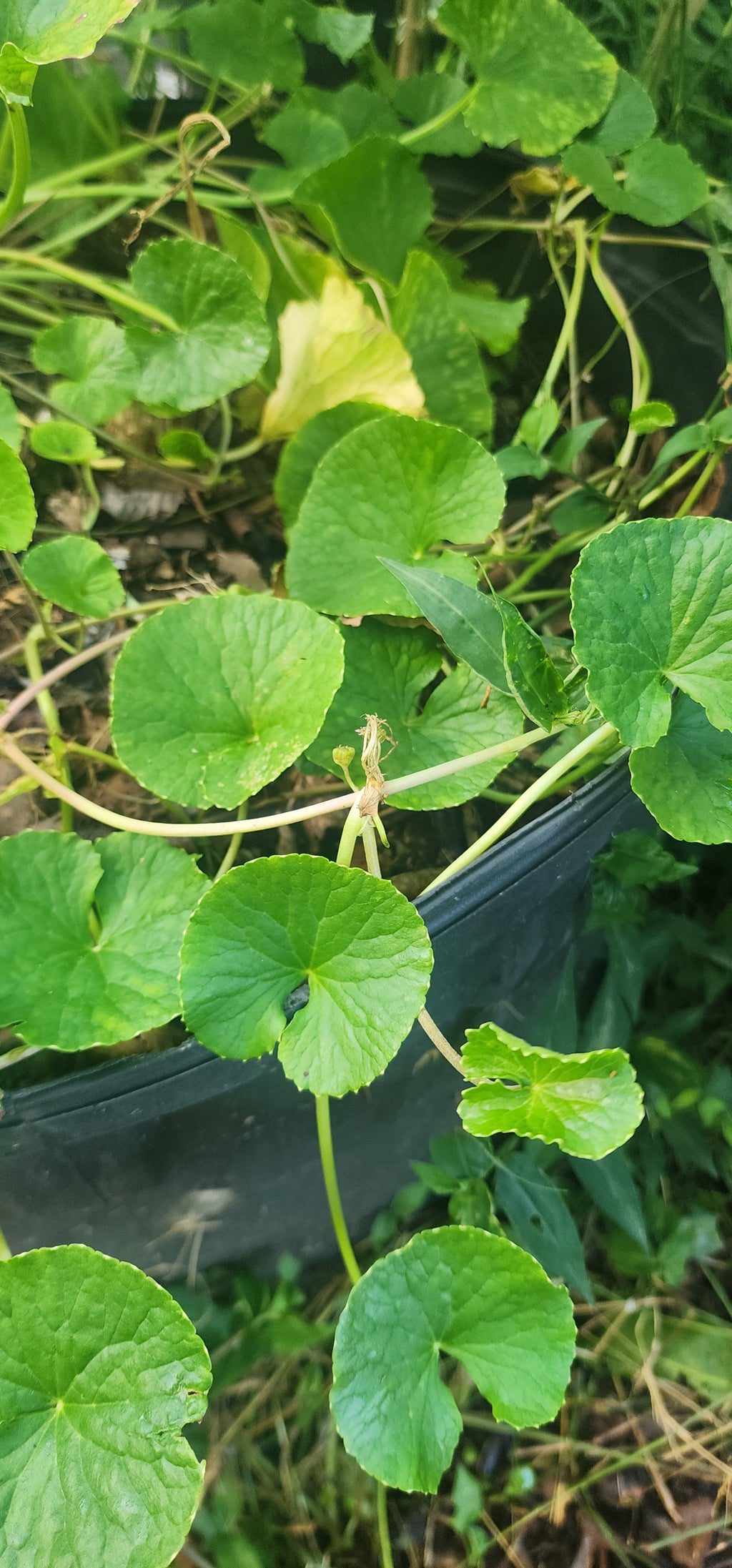 Gotu Kola - Live Plant