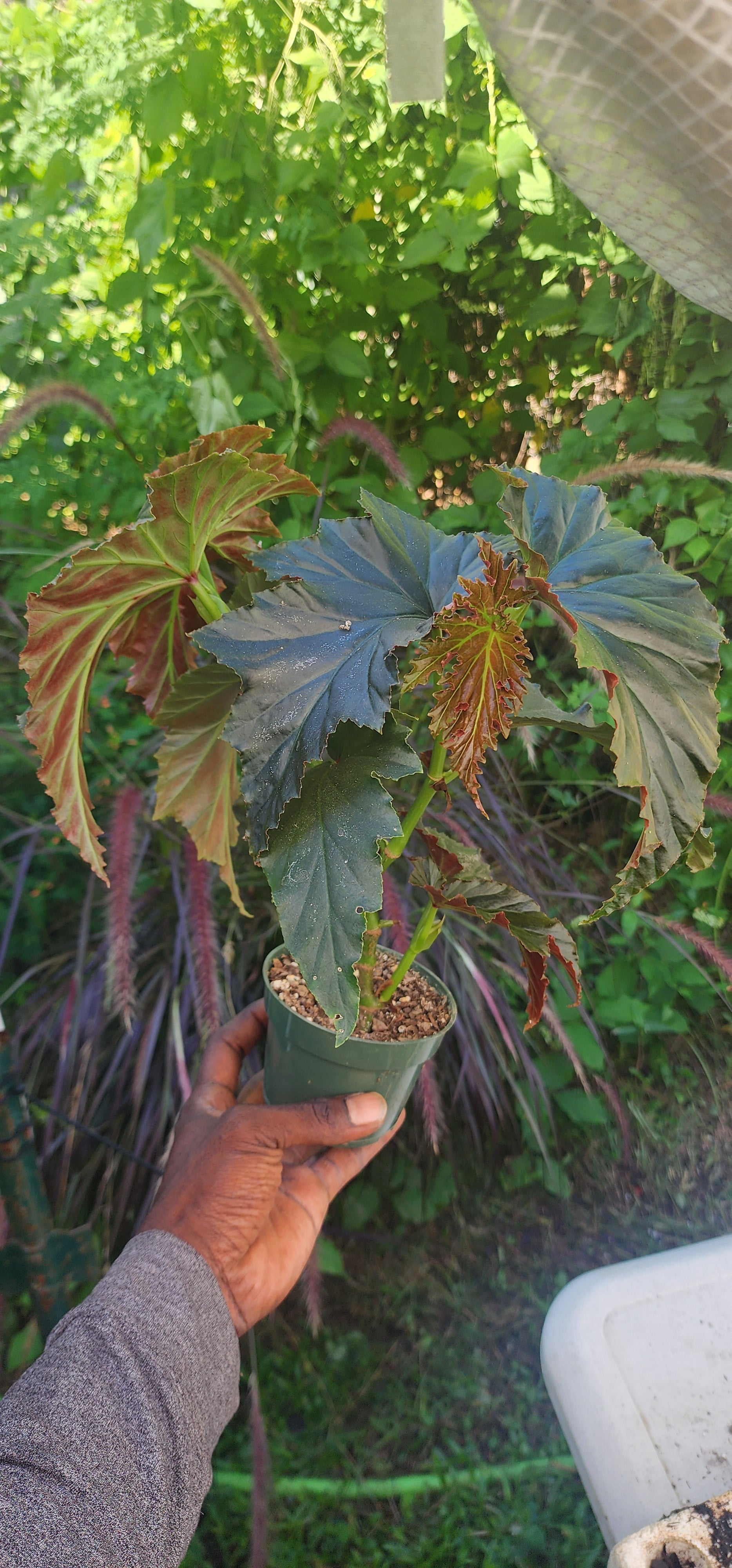Begonia "Angel's Wing" - Live Plant
