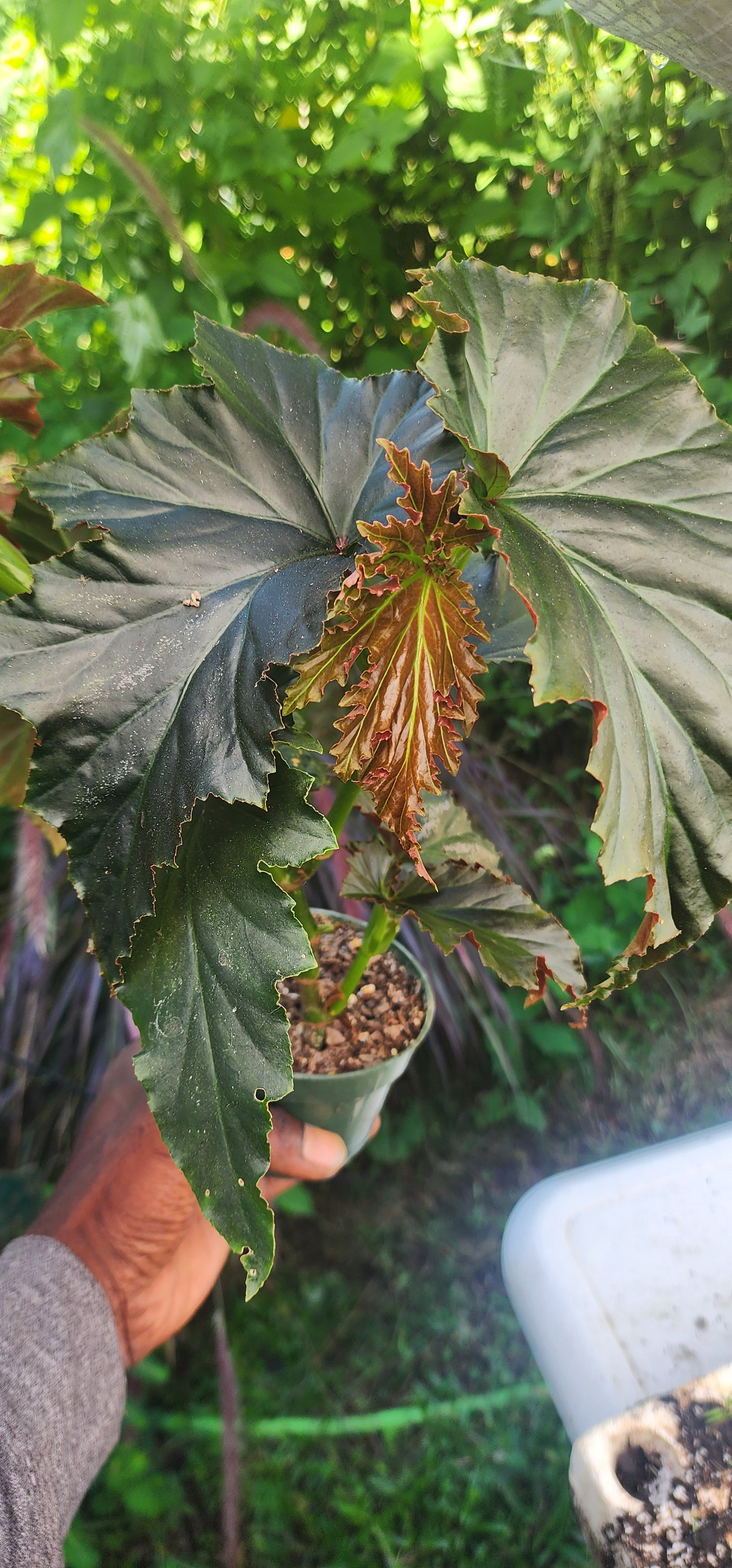 Begonia "Angel's Wing" - Live Plant