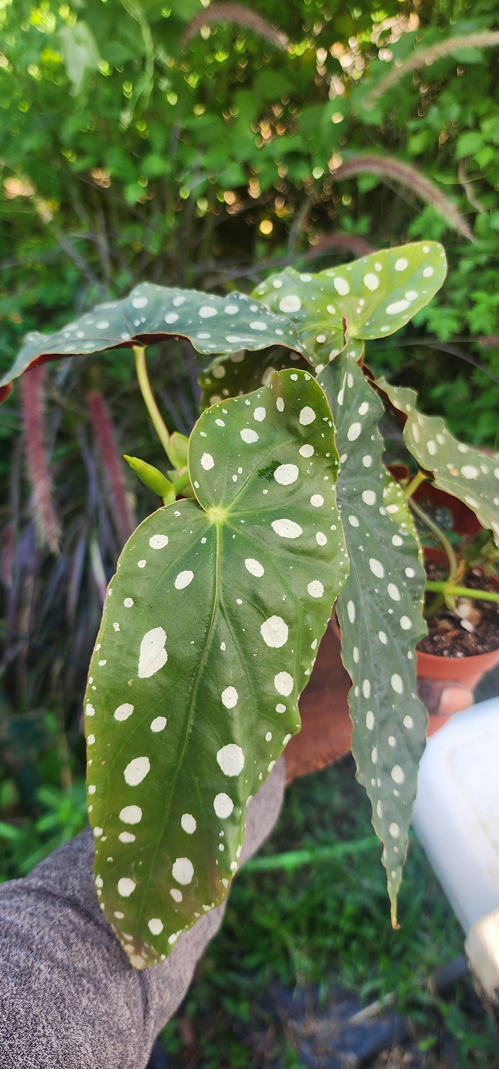 Begonia "Polka Dot" - Live Plant