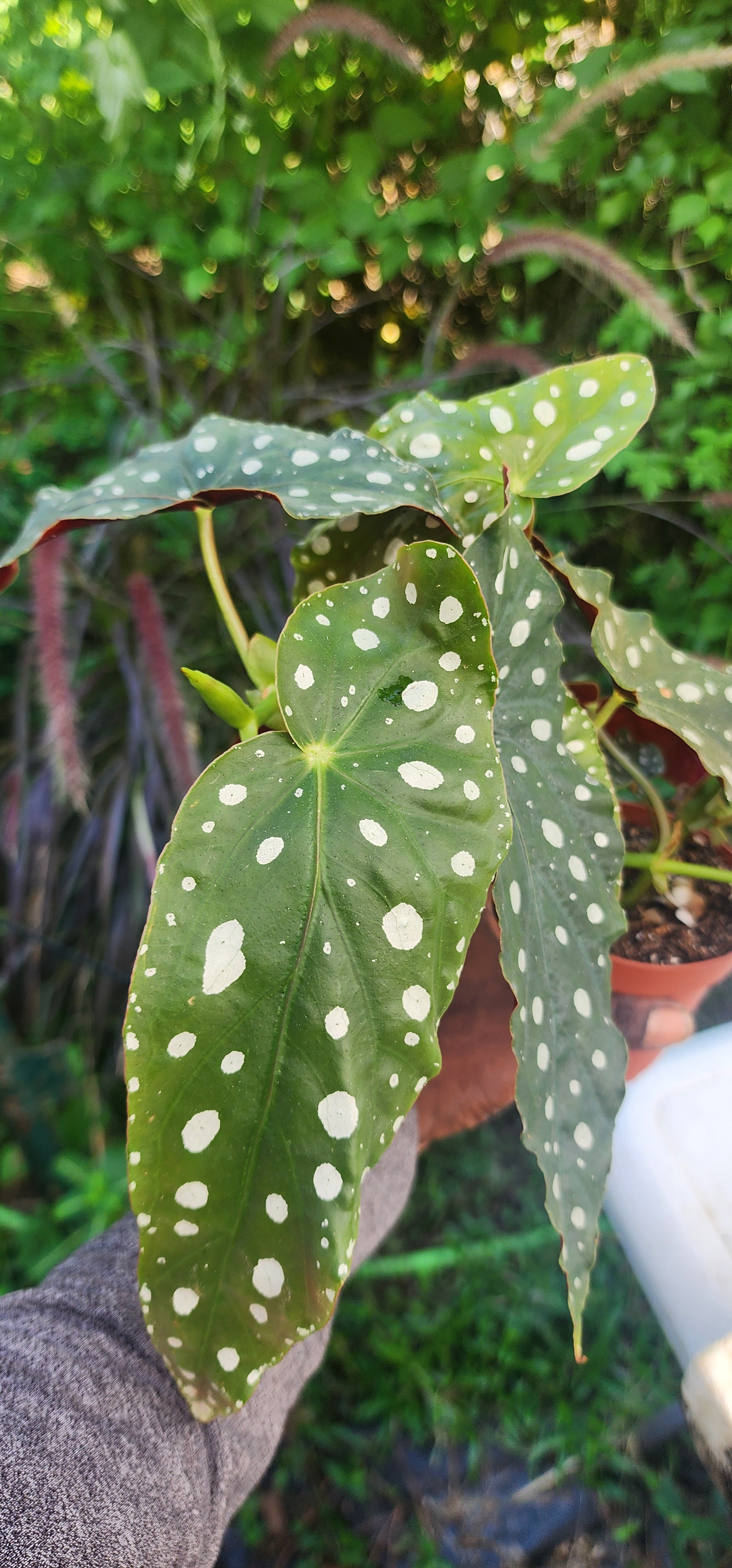 Begonia "Polka Dot" - Live Plant