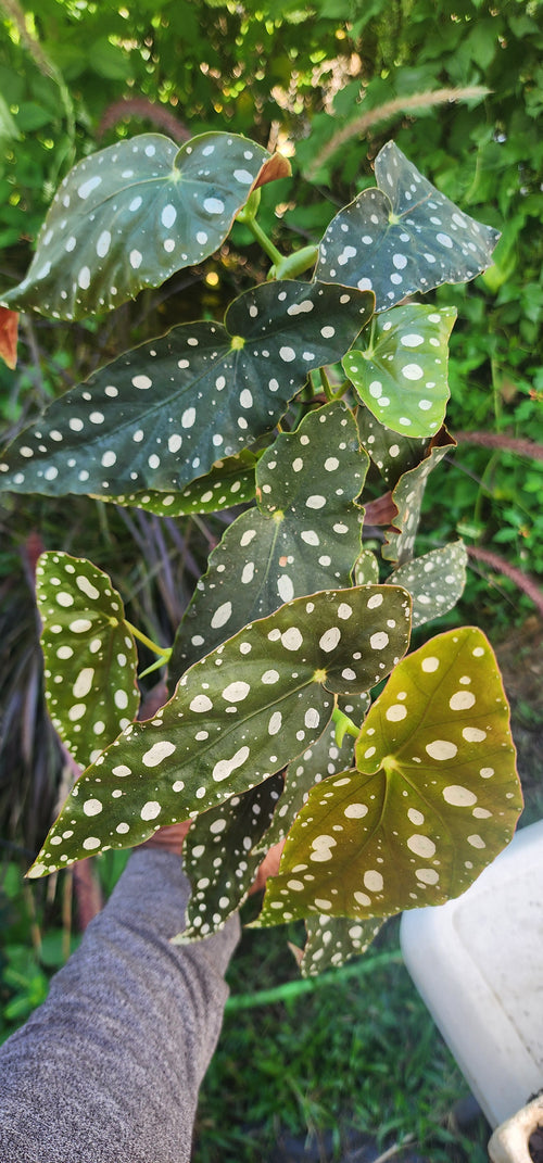 Begonia "Polka Dot" - Live Plant