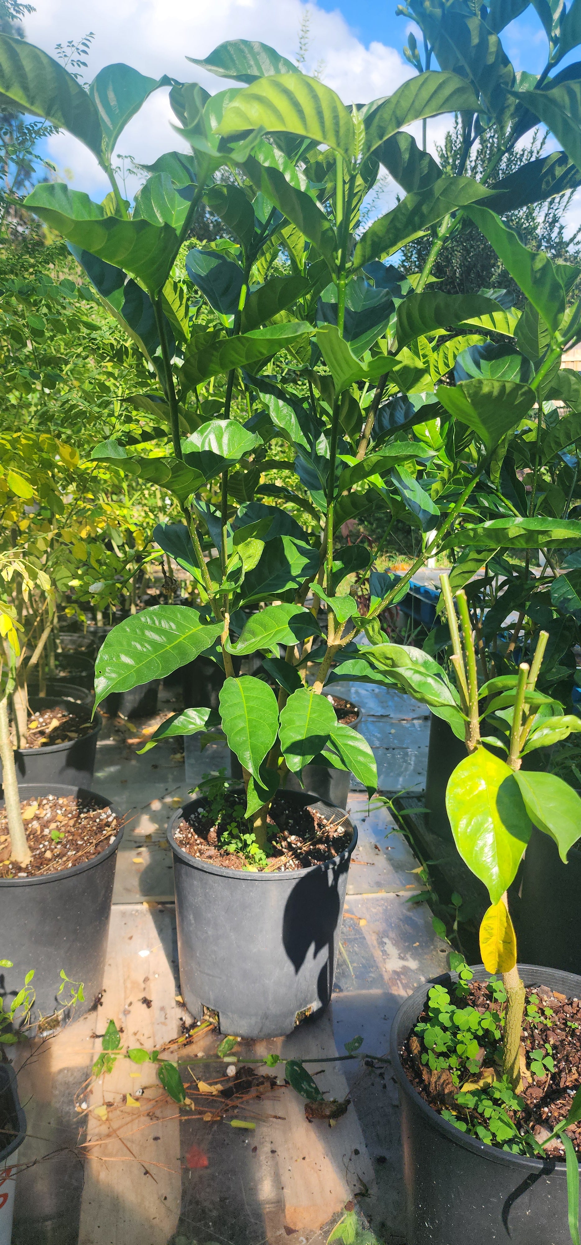 Gardenia "Florida Cape" - Live Plant