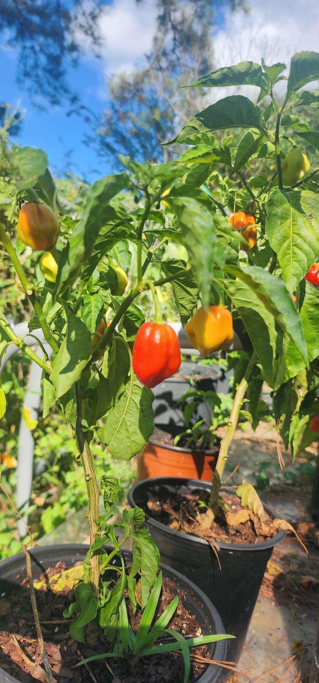 Pepper Plant "West Indies Red Habanero"- Live Plant