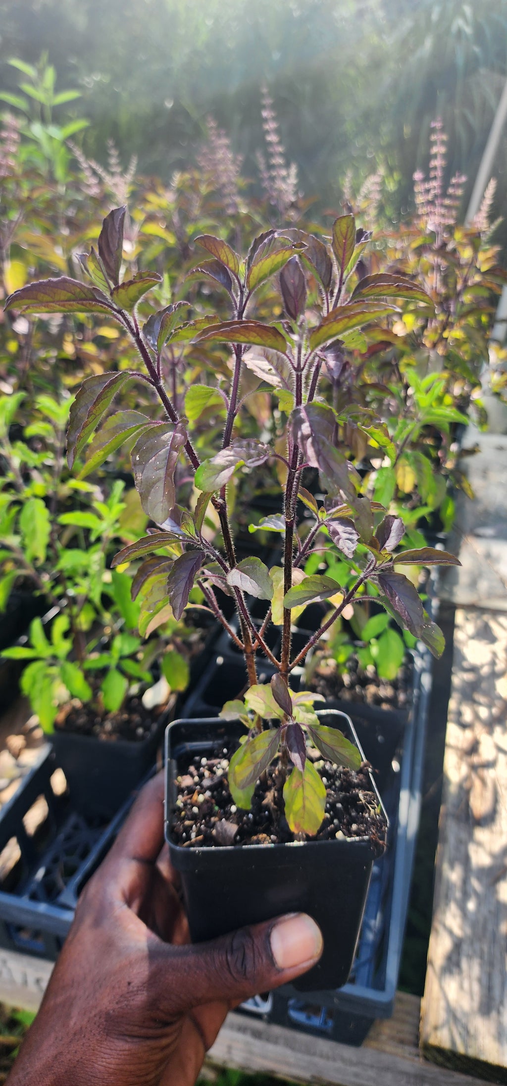 Tulsi "Krishna" - Live Plant