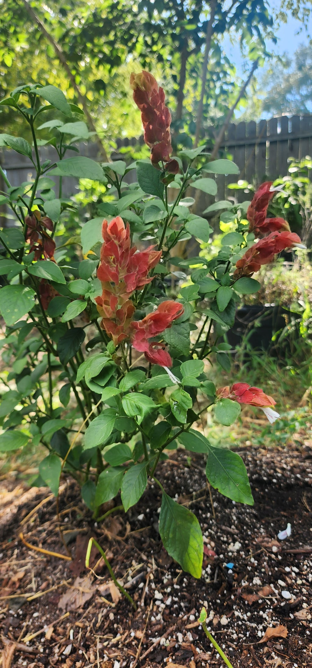 Shrimp Plant - Live Plant