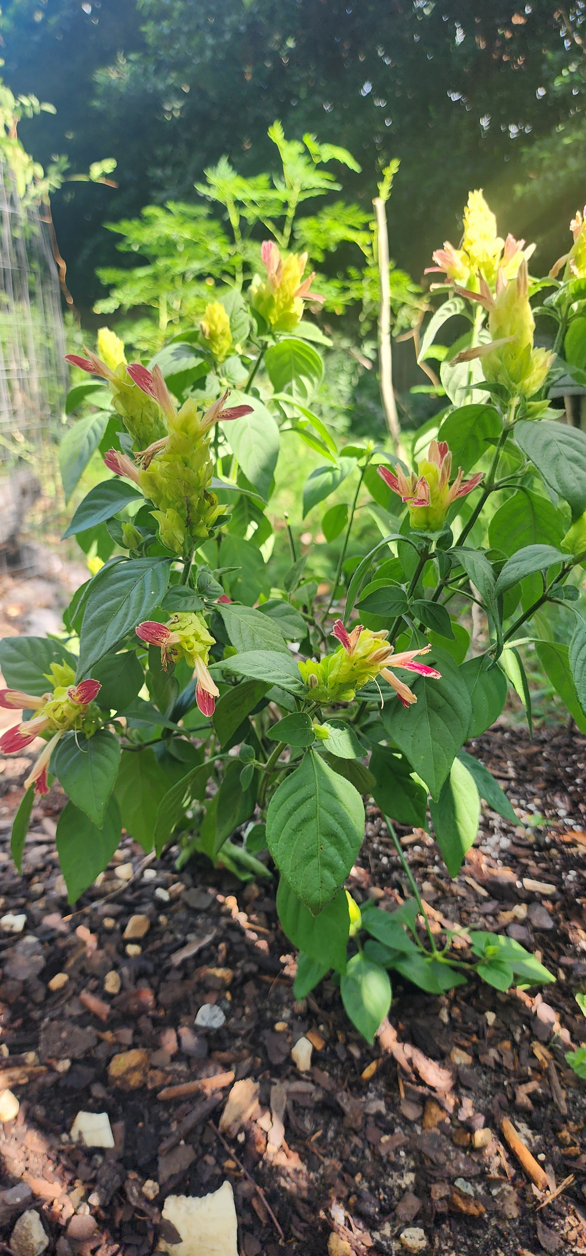 Shrimp Plant "Fruit Cocktail" - Live Plant