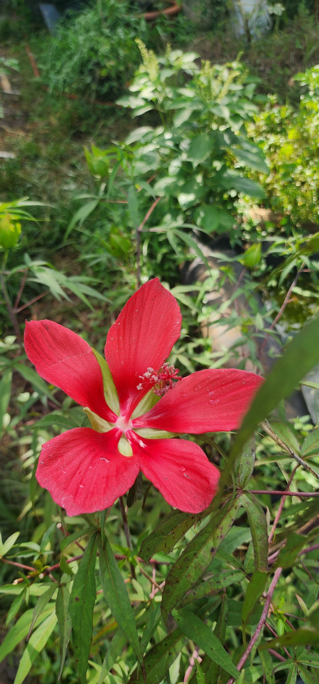 Hibiscus "Texas Star" - Live Plant