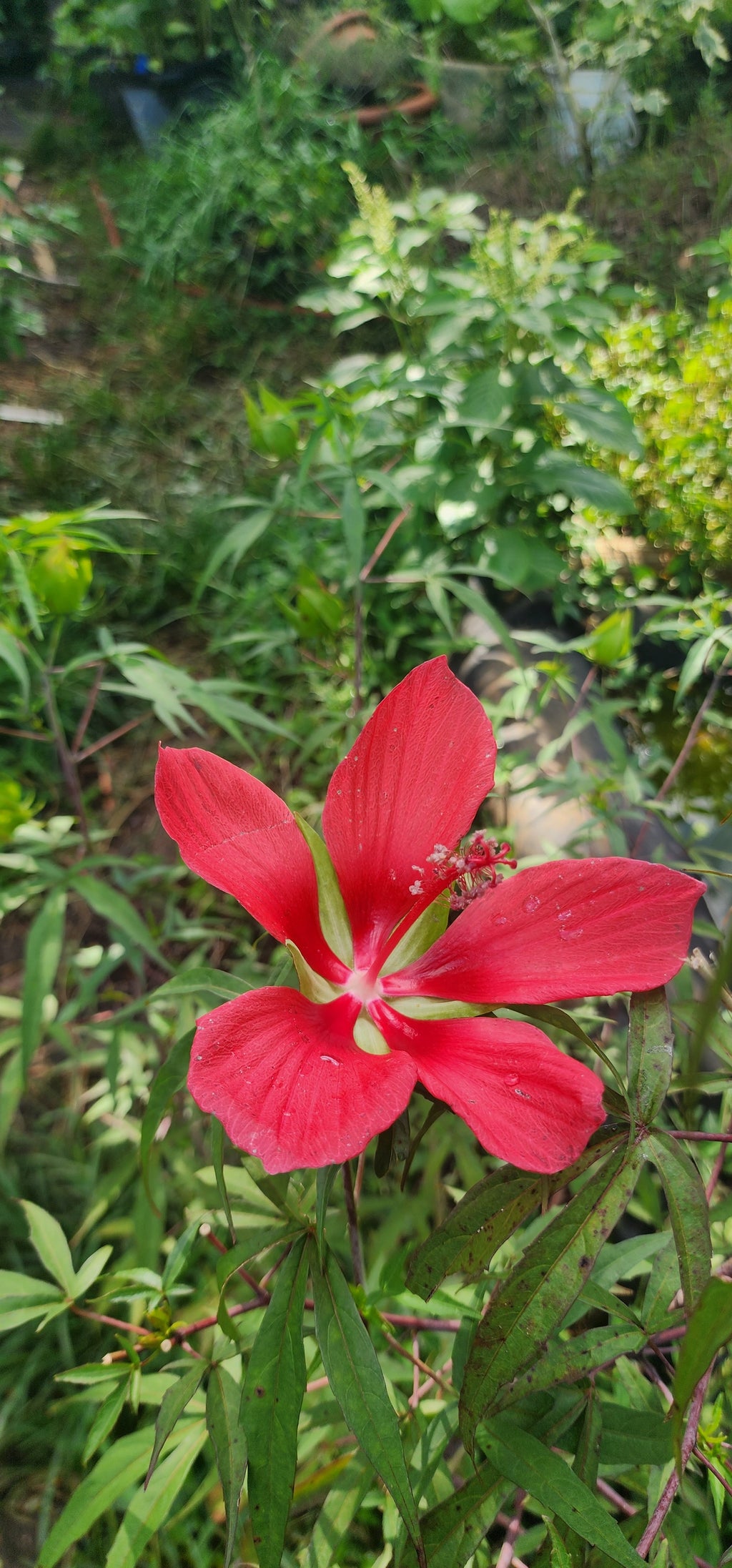 Hibiscus "Texas Star" - Live Plant