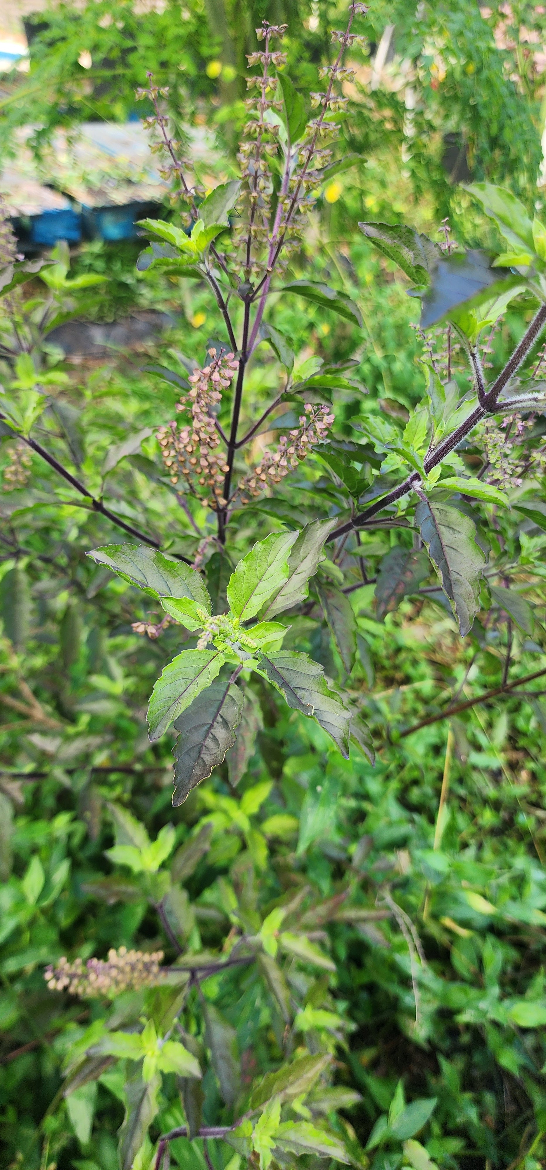 Tulsi "Krishna" - Live Plant