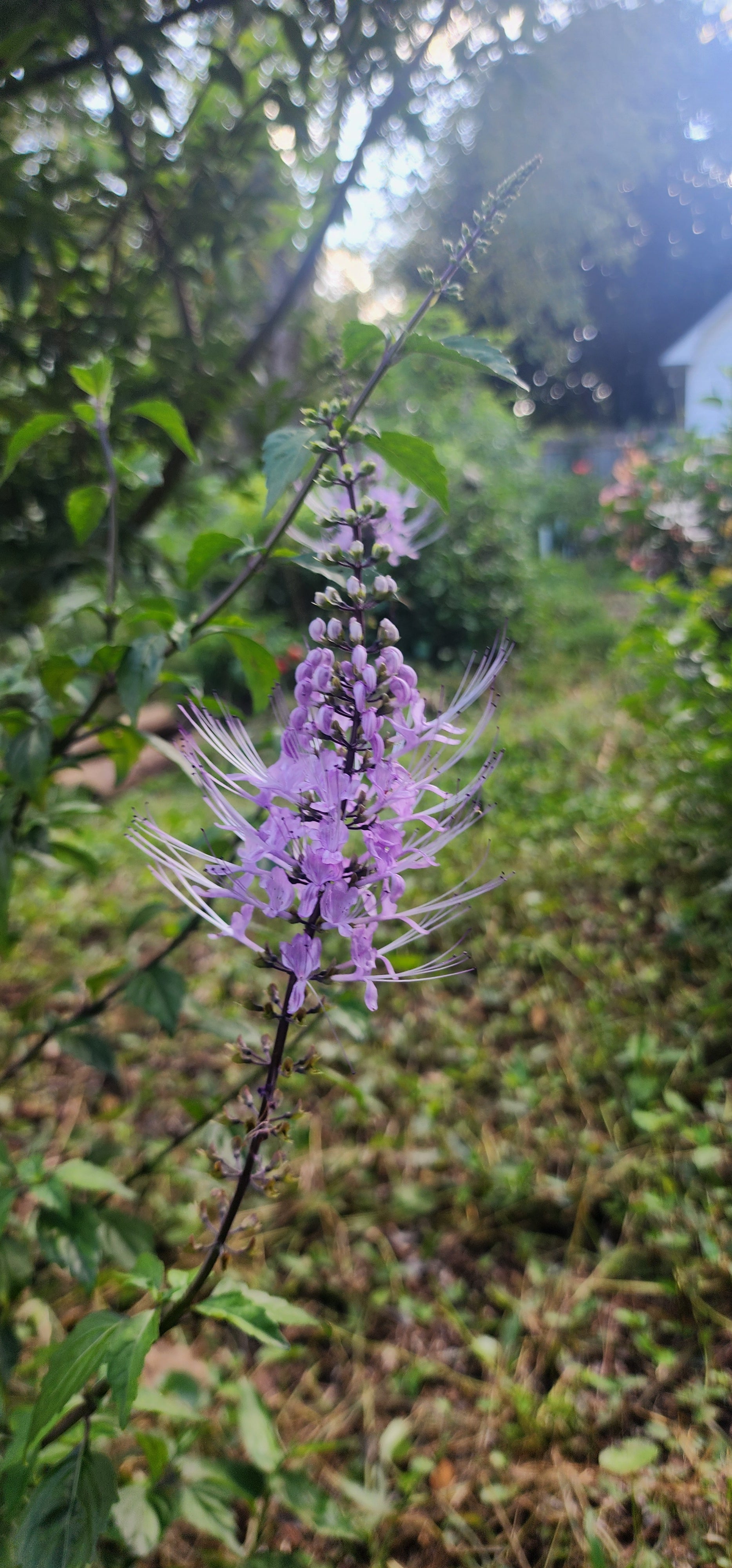 Cat Whiskers "Lavender" - Live Plant