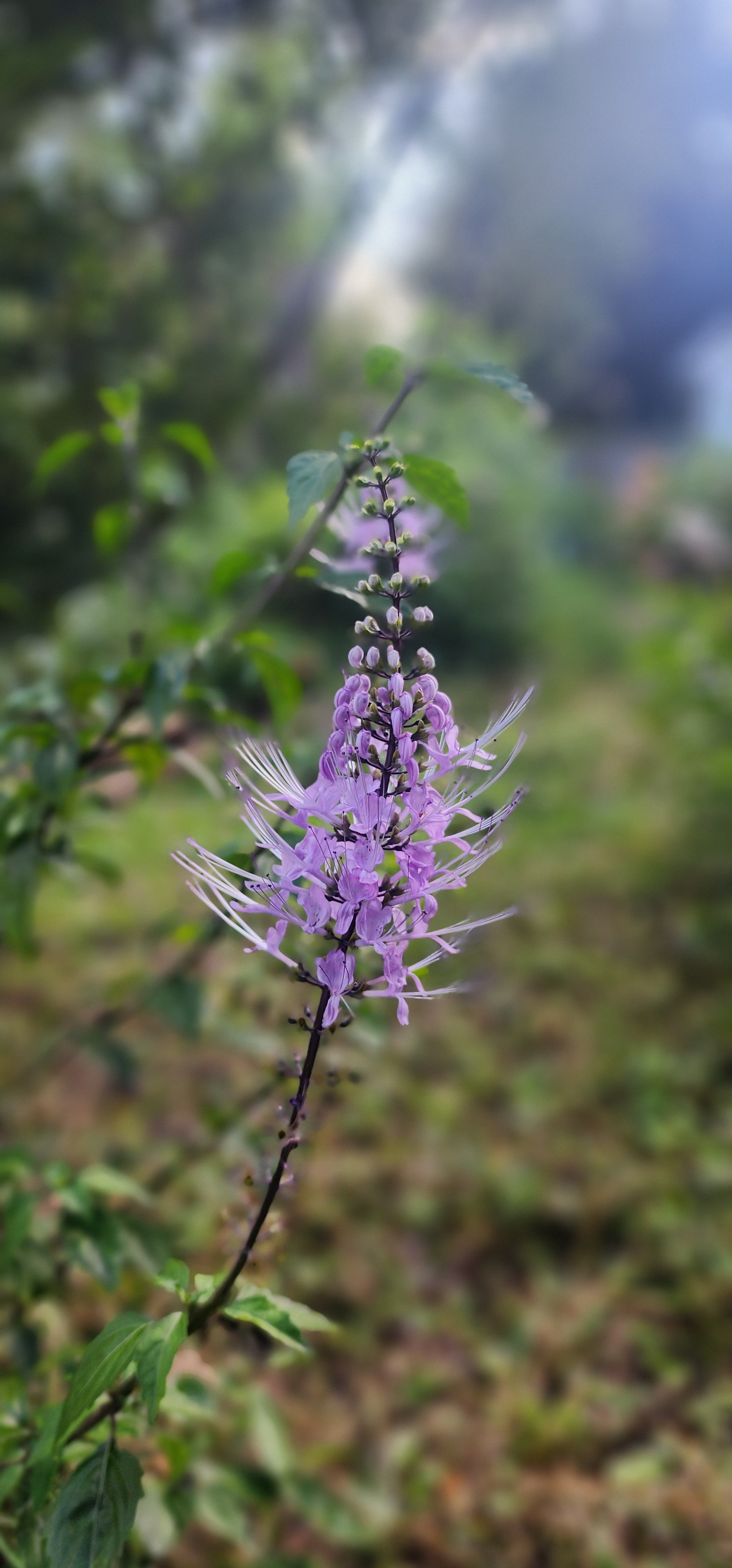 Cat Whiskers "Lavender" - Live Plant