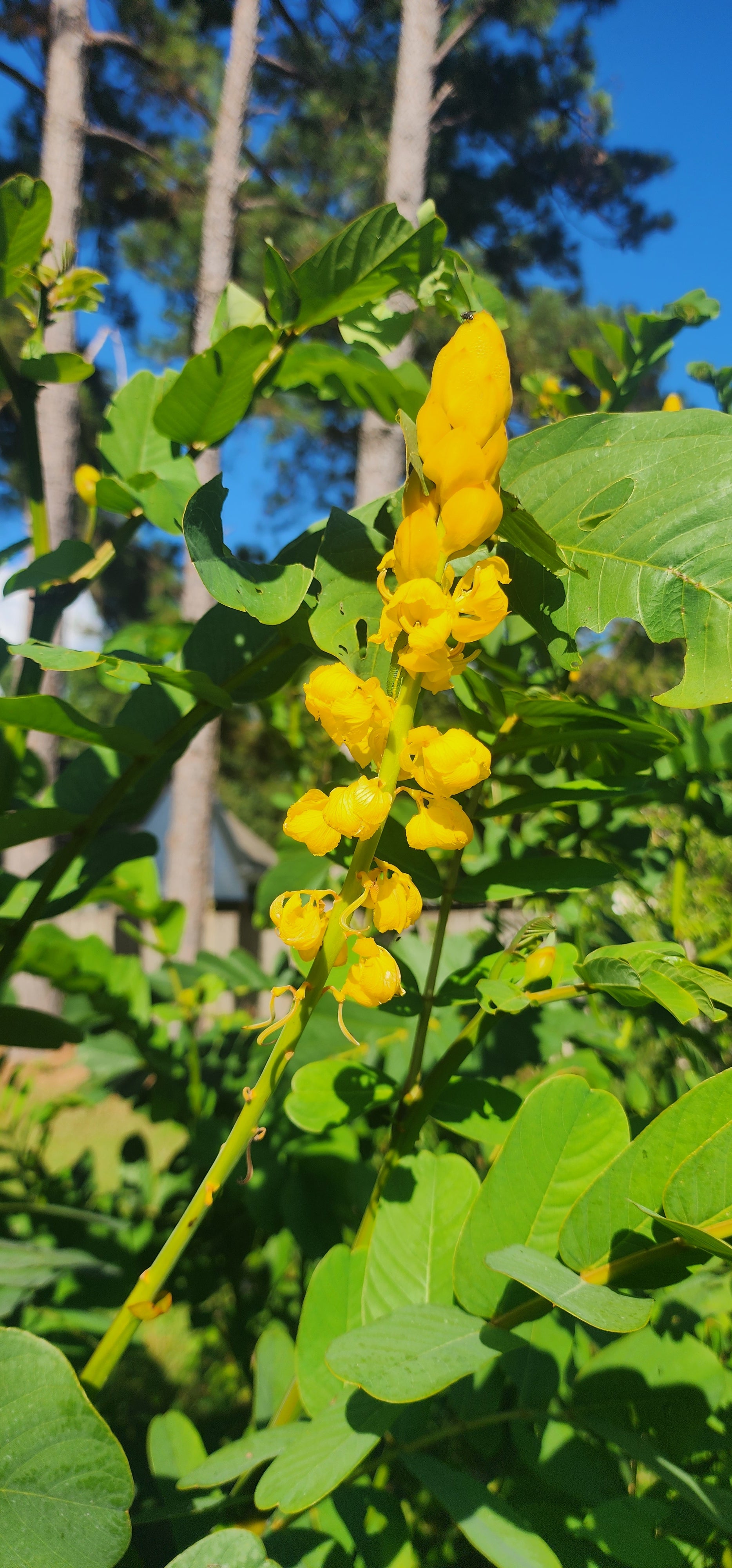 Candlestick Bush - Live Plant