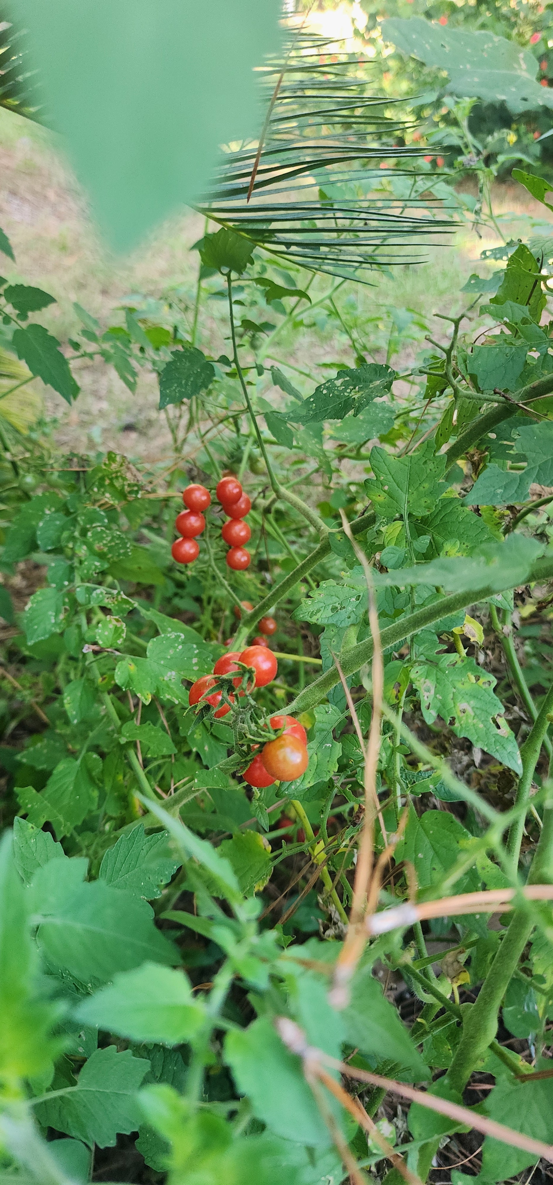 Tomatoe "Florida Everglades" - Live Plant