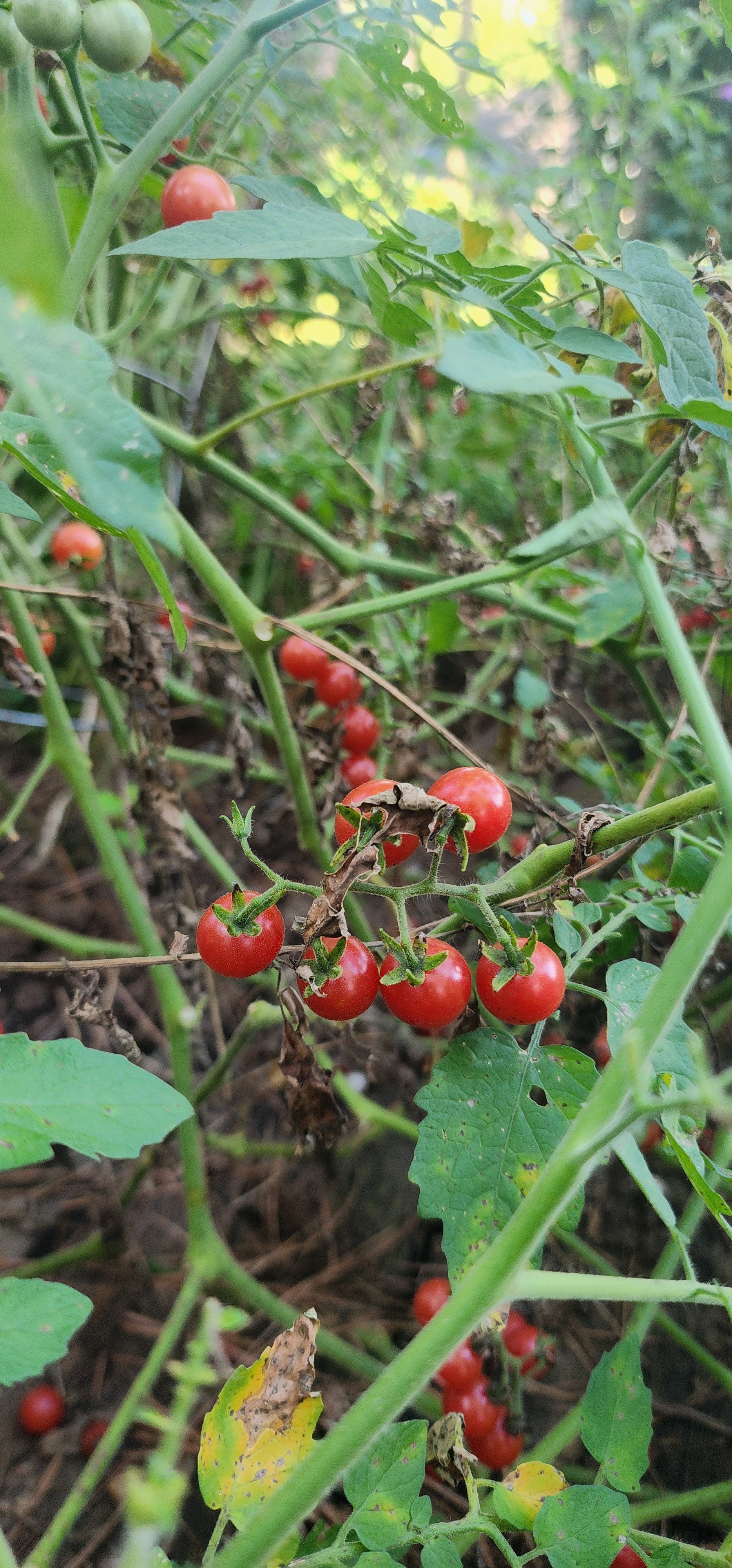 Tomatoe "Florida Everglades" - Live Plant