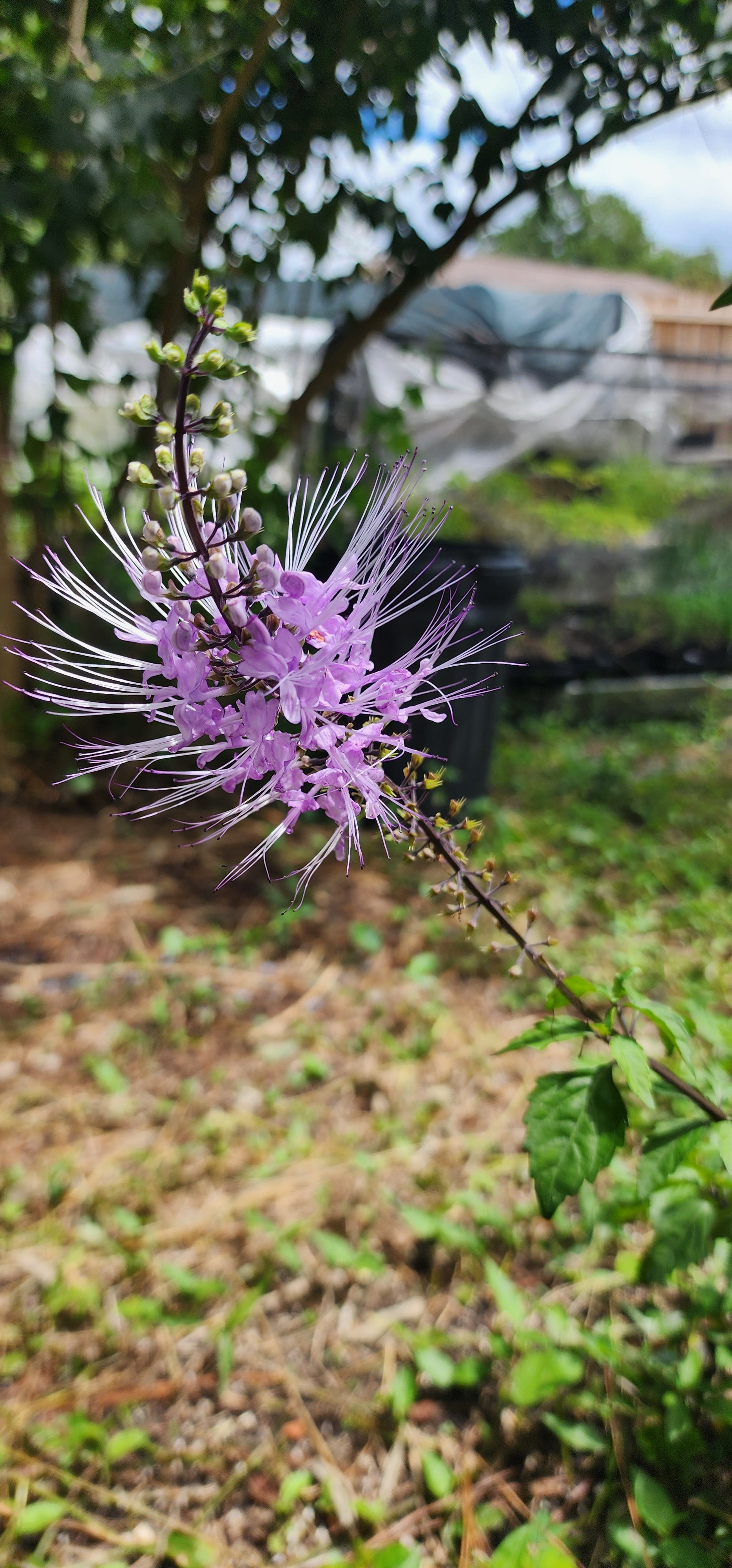 Cat Whiskers "Lavender" - Live Plant