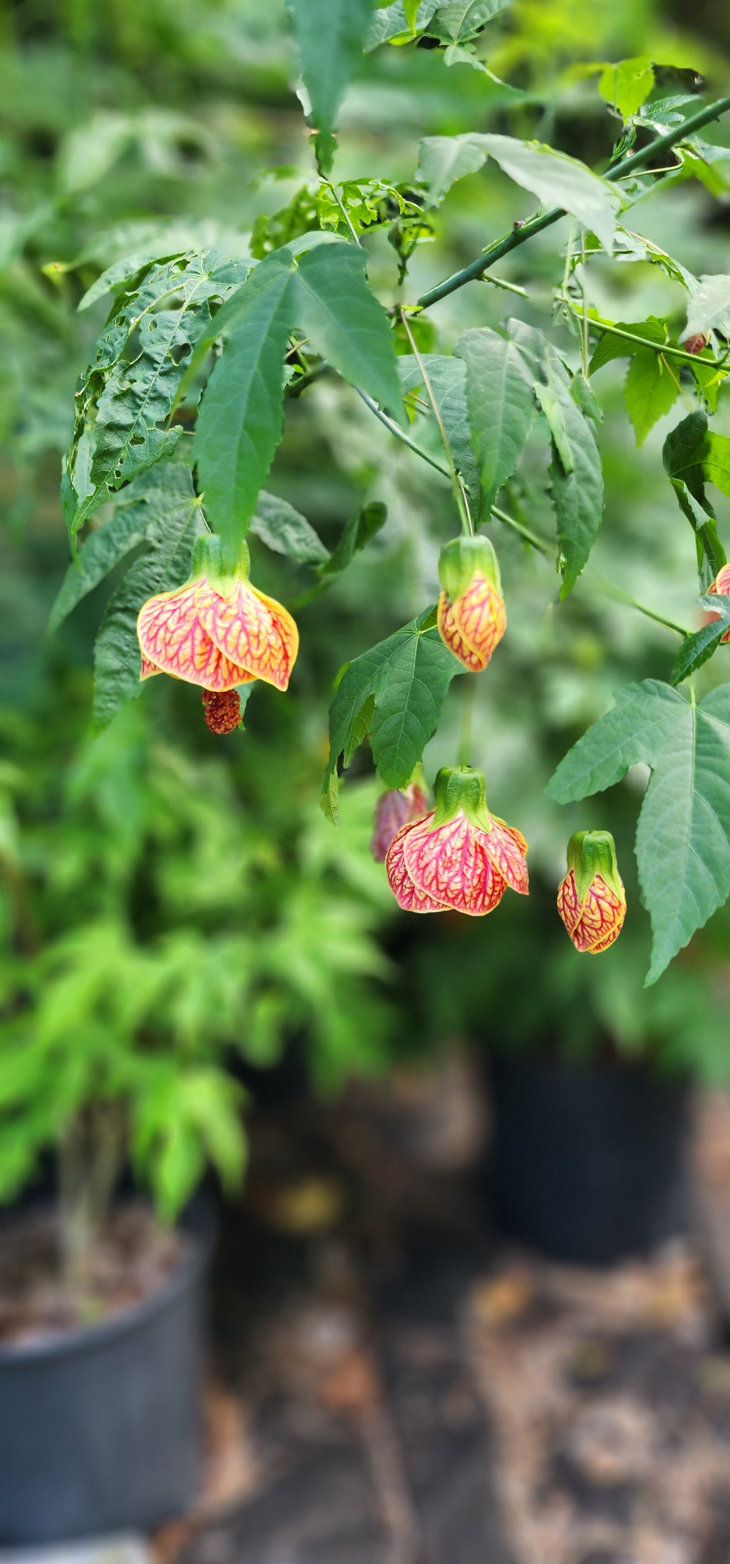 Abutilon "Tiger's Eye" - Live Plant