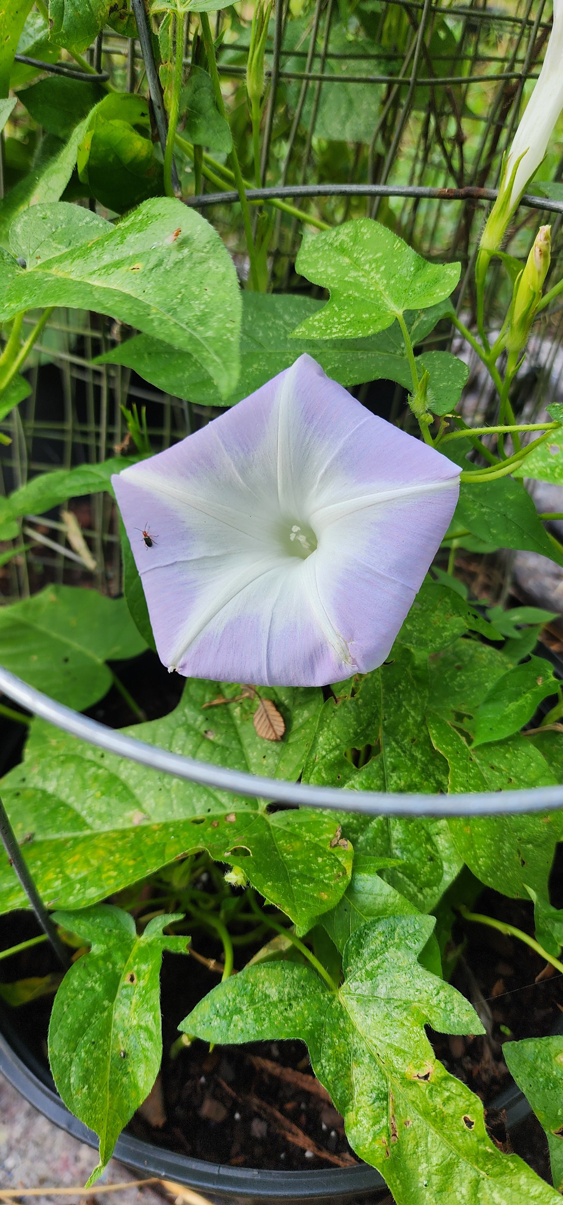 Morning Glory, Japanese "Lavender Blush" - Live Plant