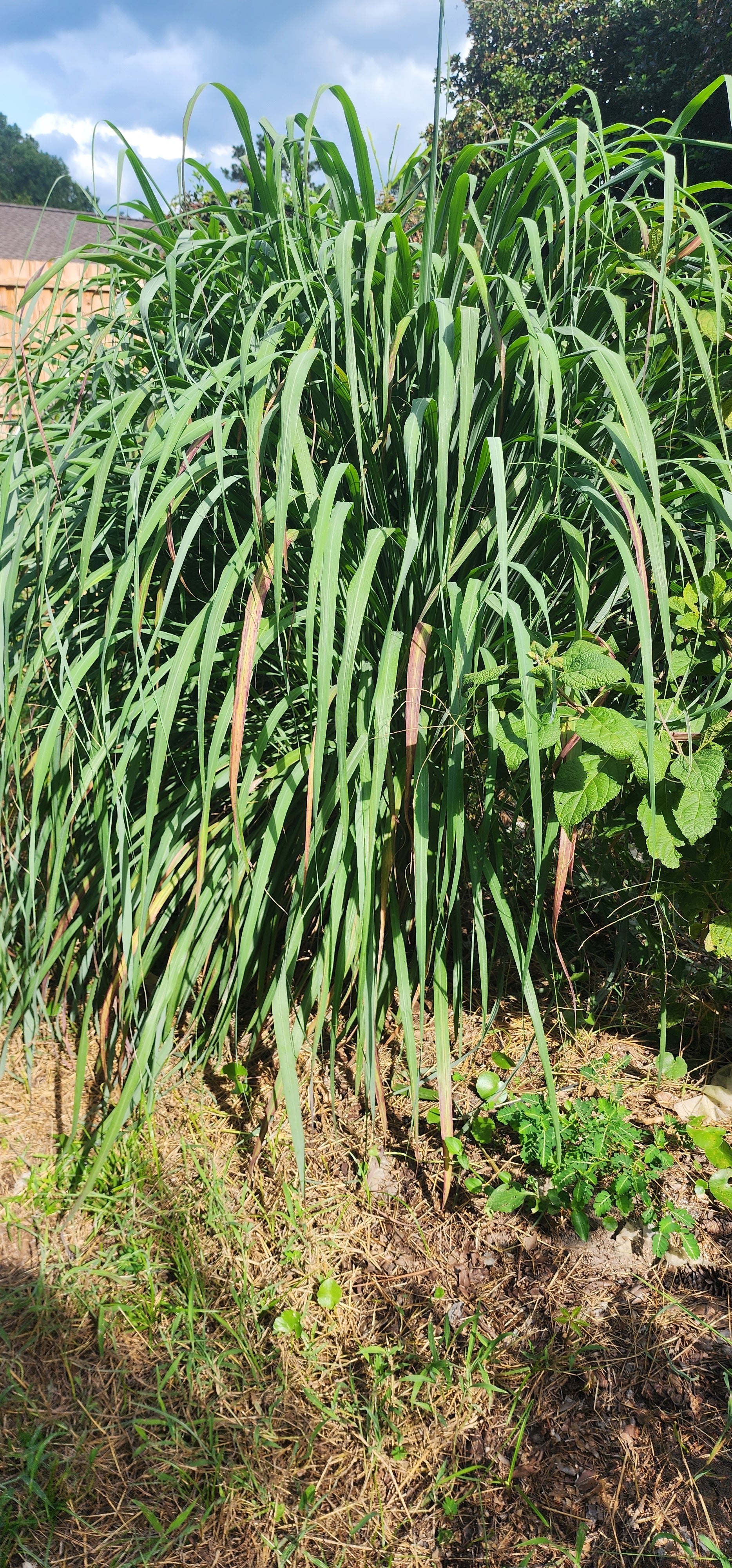 Citronella Grass - Live Plant