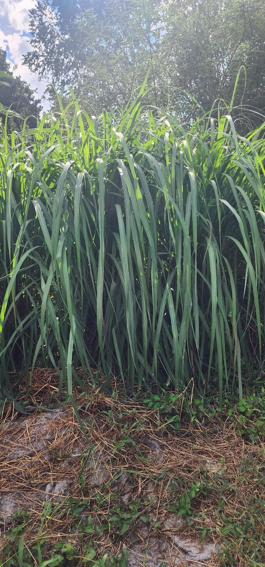 Lemongrass "East Indian" - Live Plant