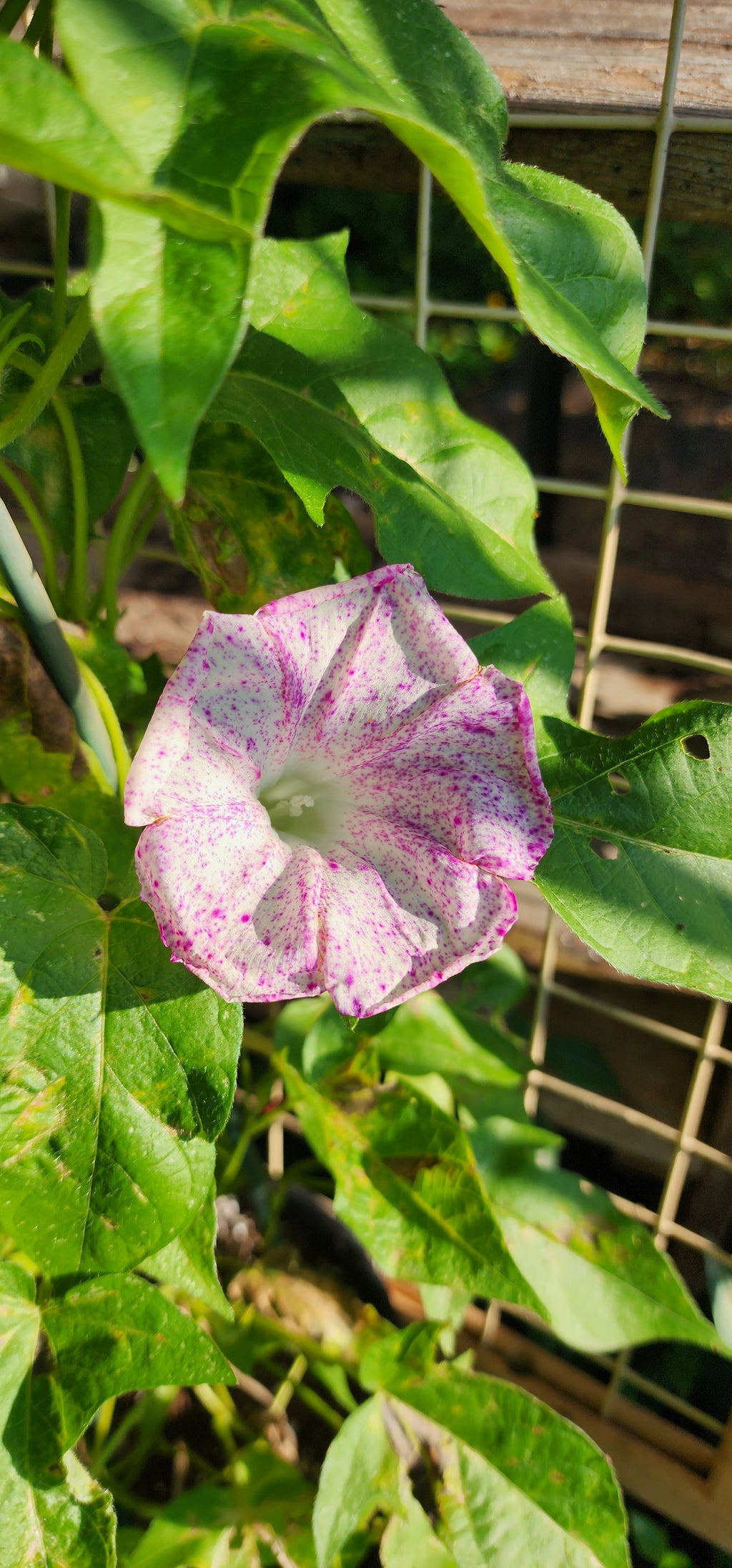 Morning Glory, Japanese "Raspberry Ice" - Live Plant