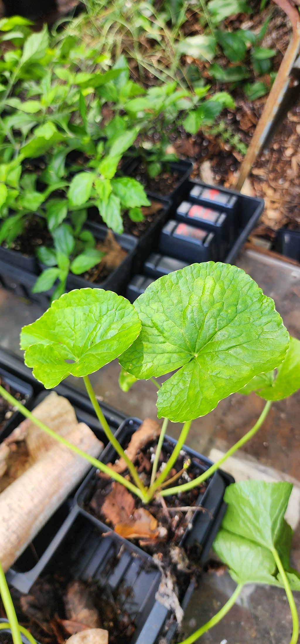 Gotu Kola - Live Plant