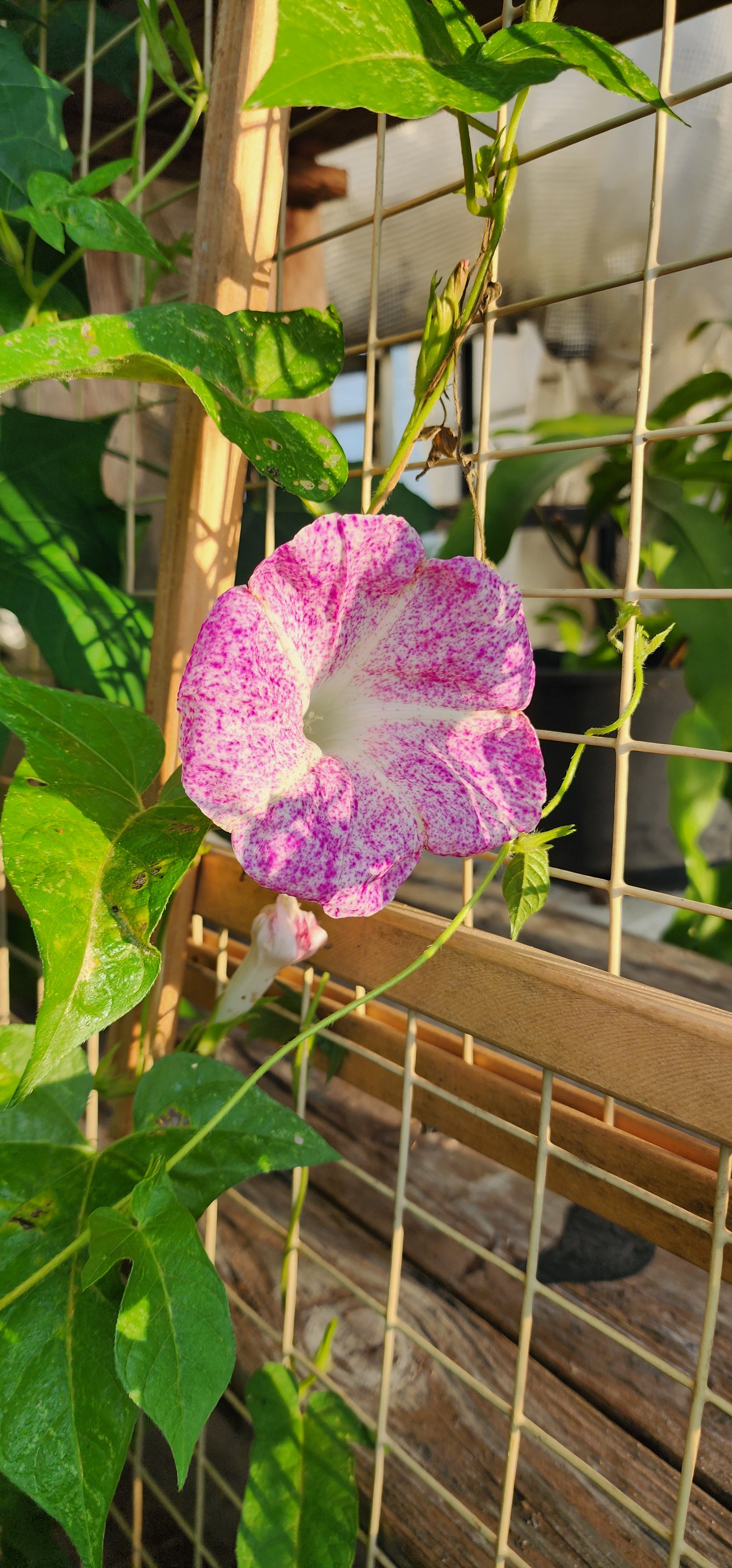 Morning Glory, Japanese "Raspberry Ice" - Live Plant