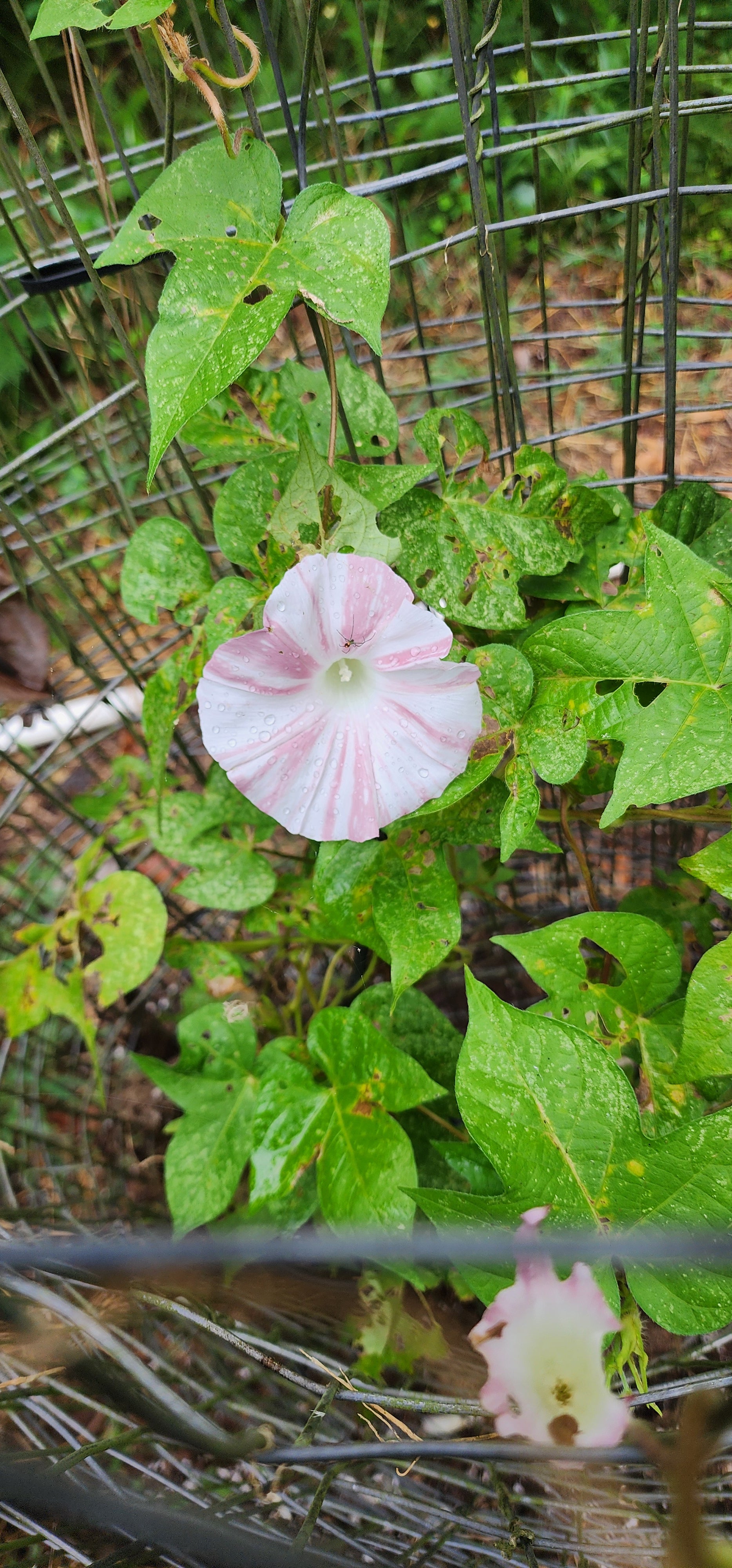 Morning Glory, Japanese "Peach Blizzard" - Live Plant