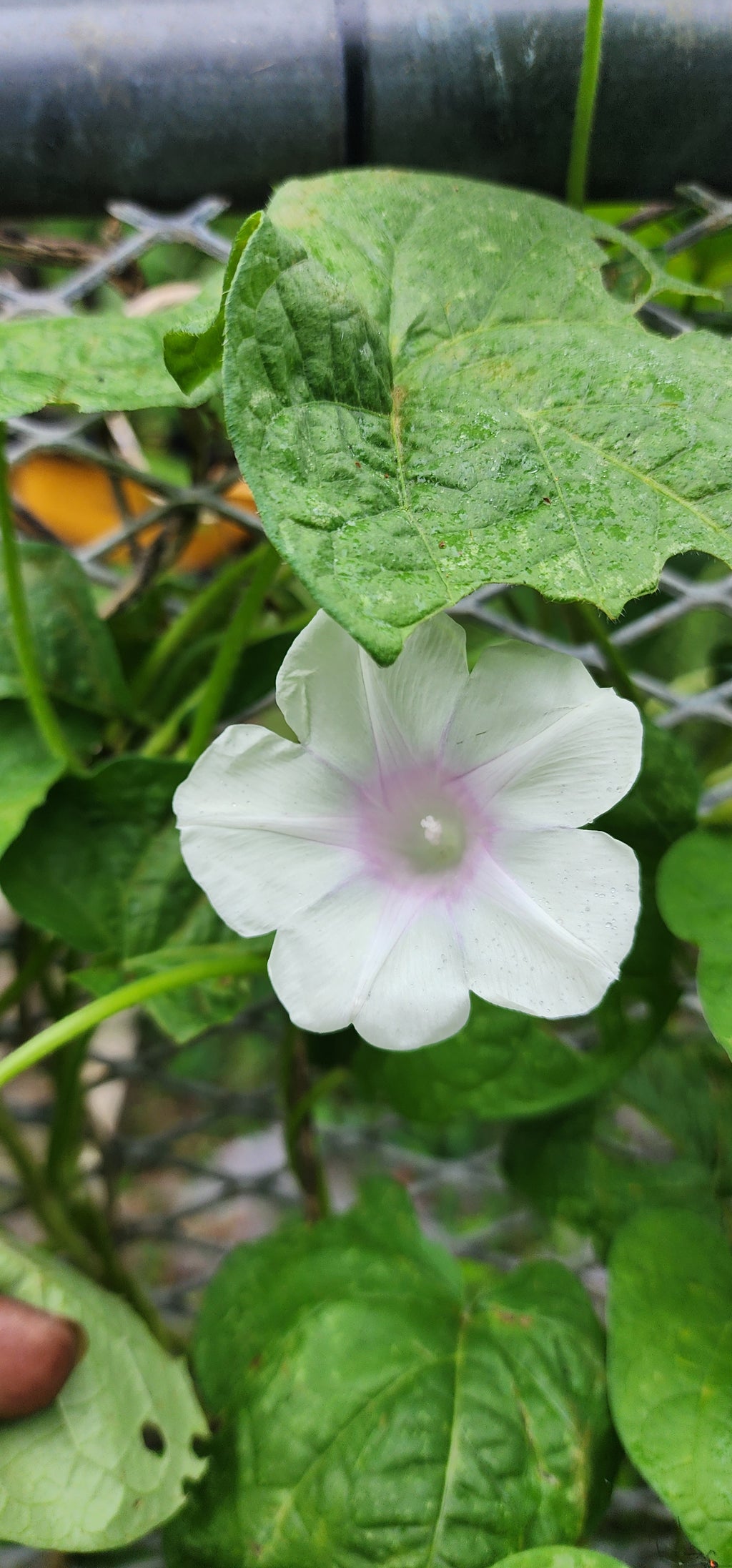 Morning Glory, Japanese "First Love" - Live Plant