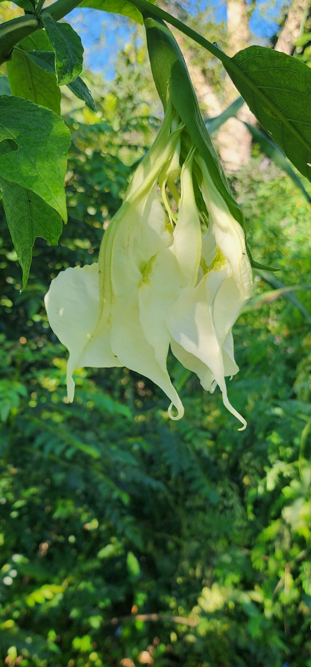 Angel's Trumpet "Shredded White" - Live Plant