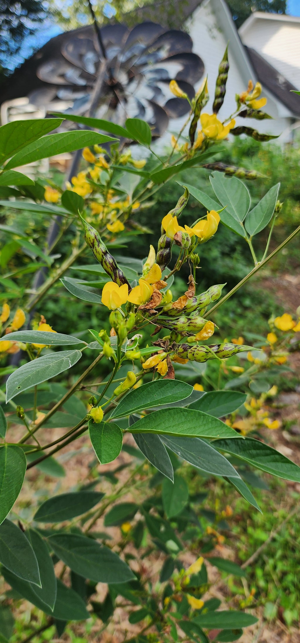 Pigeon Pea "Early Mature 76w" - Live Plant