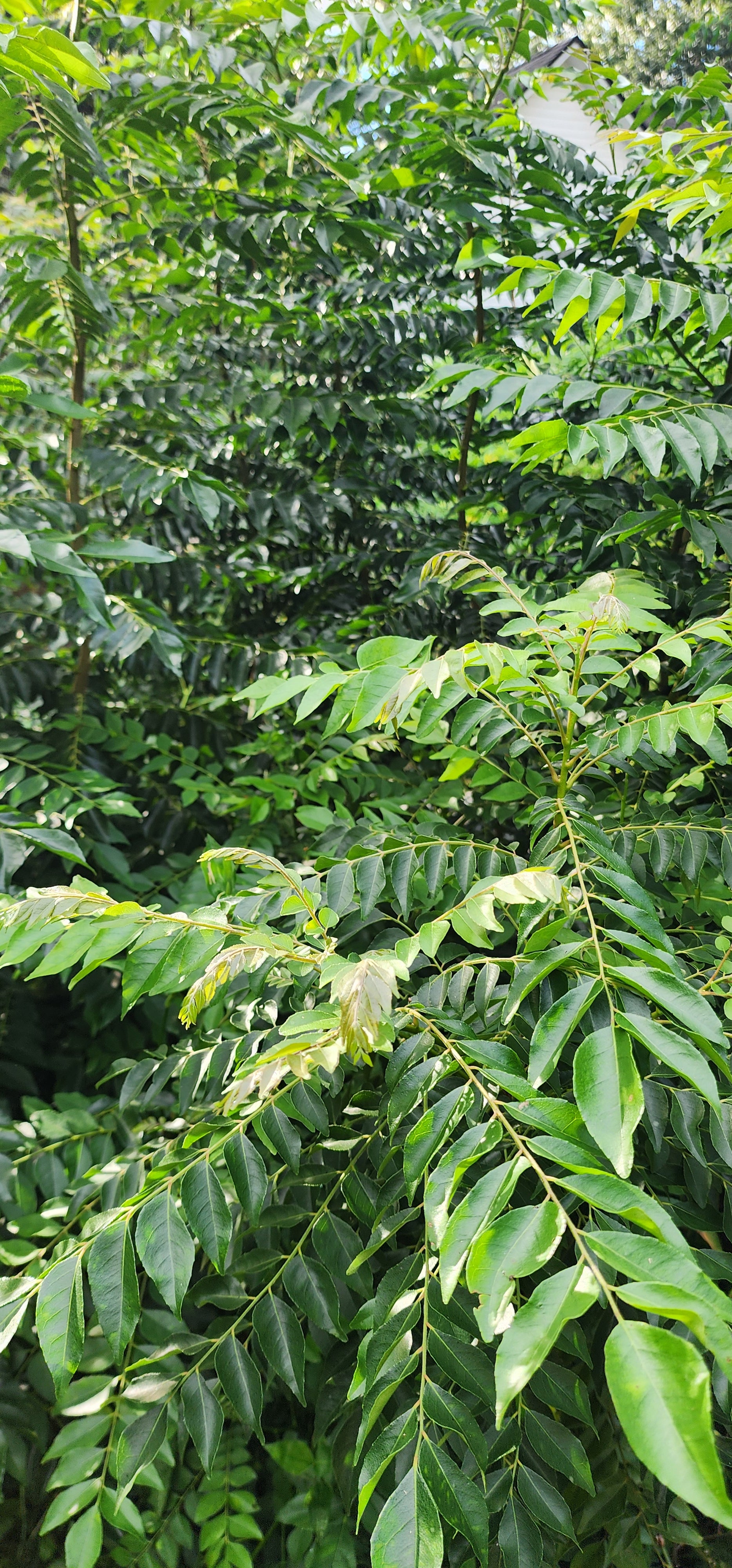 Curry Leaf Tree- Live Plant