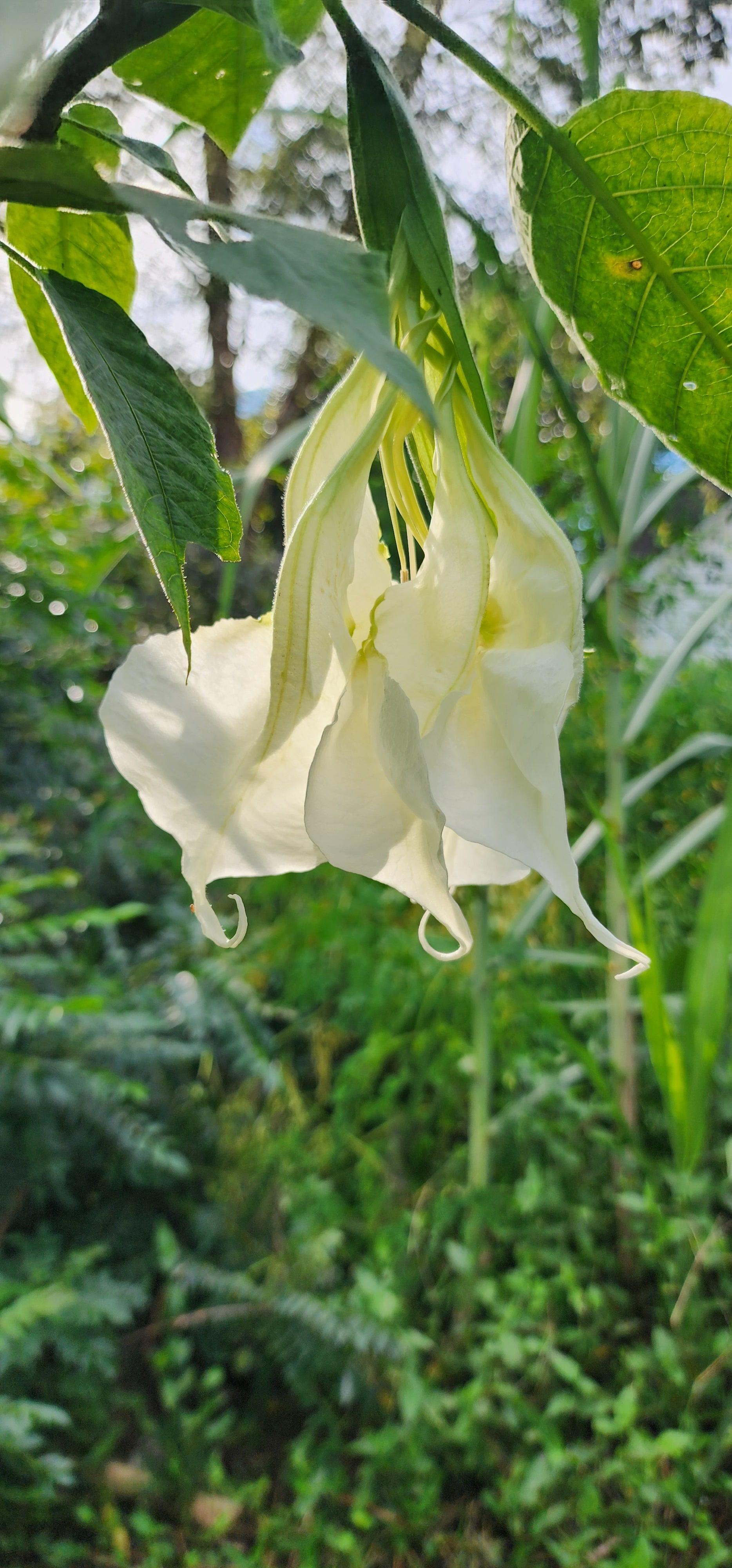 Angel's Trumpet "Shredded White" - Live Plant