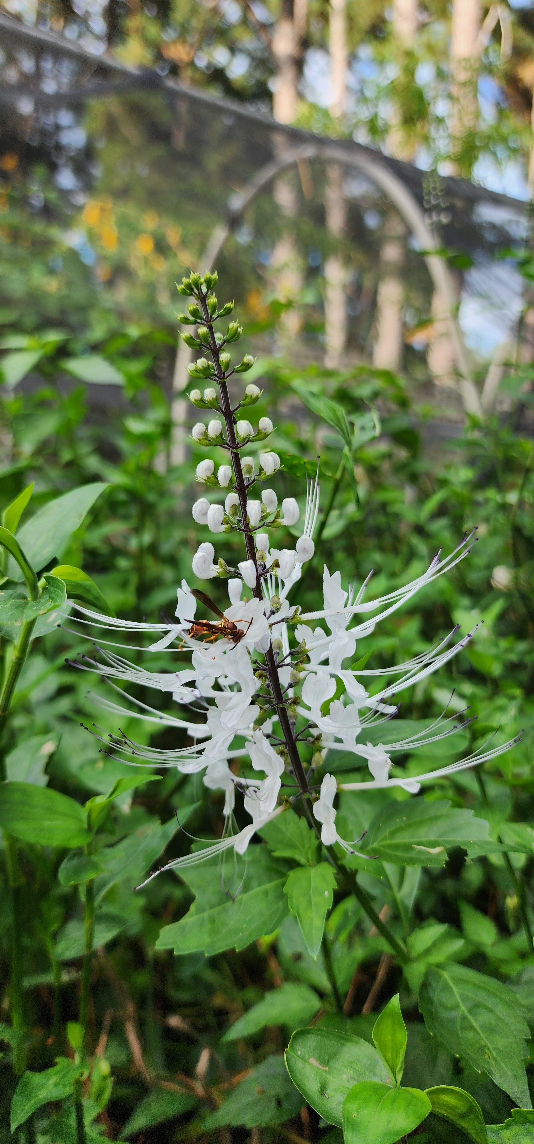 Cat Whiskers - Live Plant