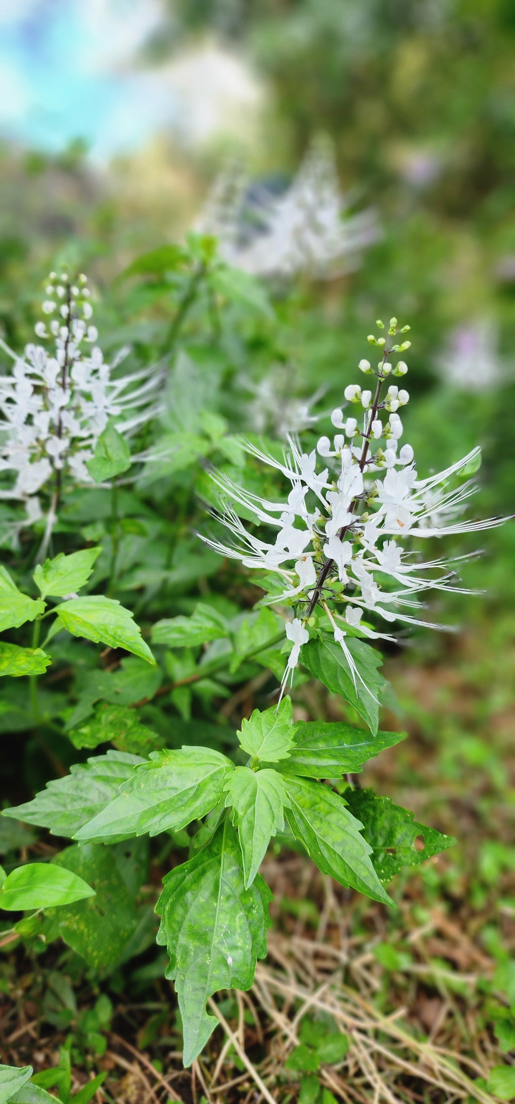 Cat Whiskers - Live Plant