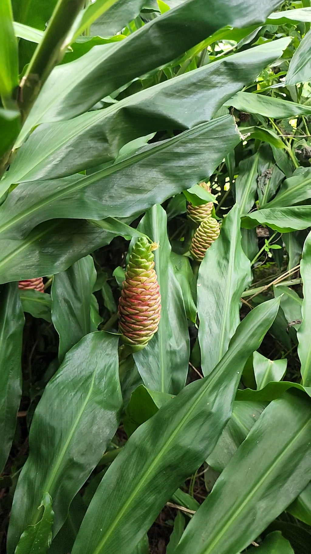 Ginger "Shampoo" - Live Plant