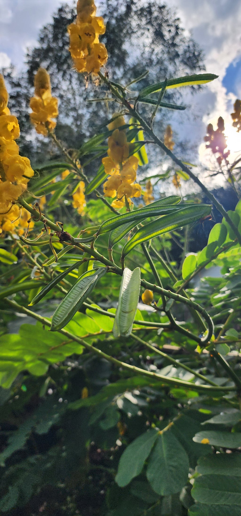 Candlestick Bush - Live Plant