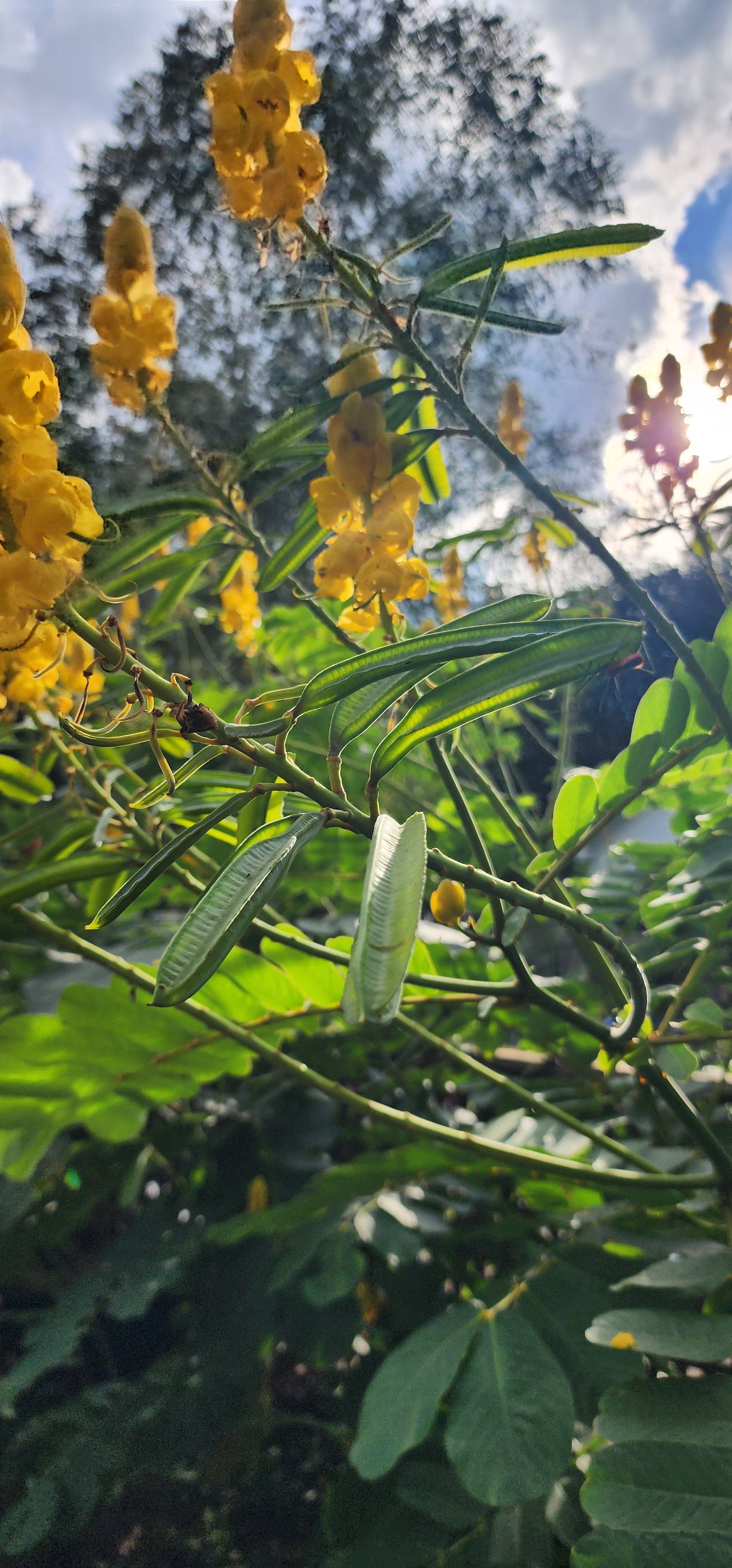 Candlestick Bush - Live Plant